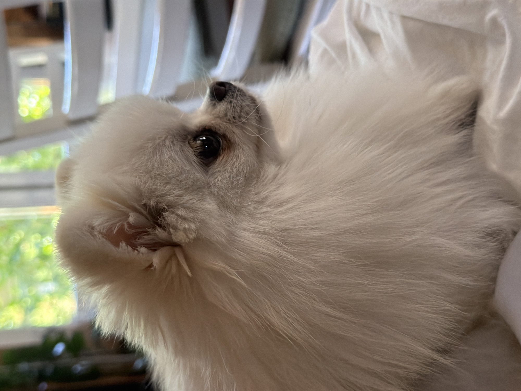 An extreme close-up, profile shot features a small, fluffy white Pomeranian dog with dark eyes and a pink nose. The dog's fur is dense and appears to be light cream or off-white in color. The dog is looking to the right of the frame. The background is blurred, showing what appears to be a window with green foliage visible outside, suggesting an indoor setting with natural light. White furniture or objects are also discernible in the blurred background, possibly suggesting a domestic environment. The image is taken in Вишняково, Russia.