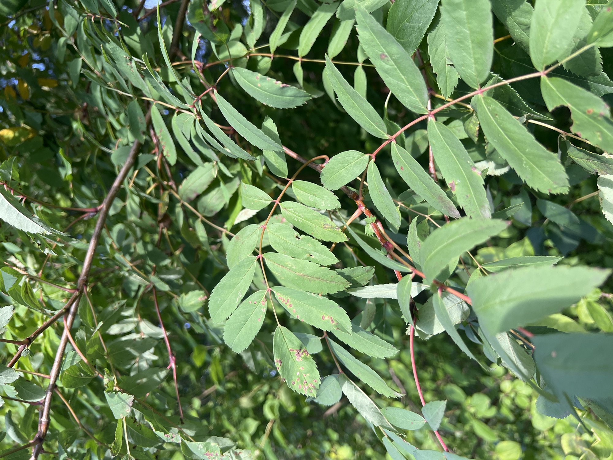 The image shows a close-up of a leafy green plant with reddish-brown stems. The leaves are compound, with multiple leaflets arranged along a central stem. Some of the leaves have small, reddish-brown spots. The background is filled with more greenery, suggesting an outdoor natural environment. The image was taken in Krasnoyarsk, Russia.