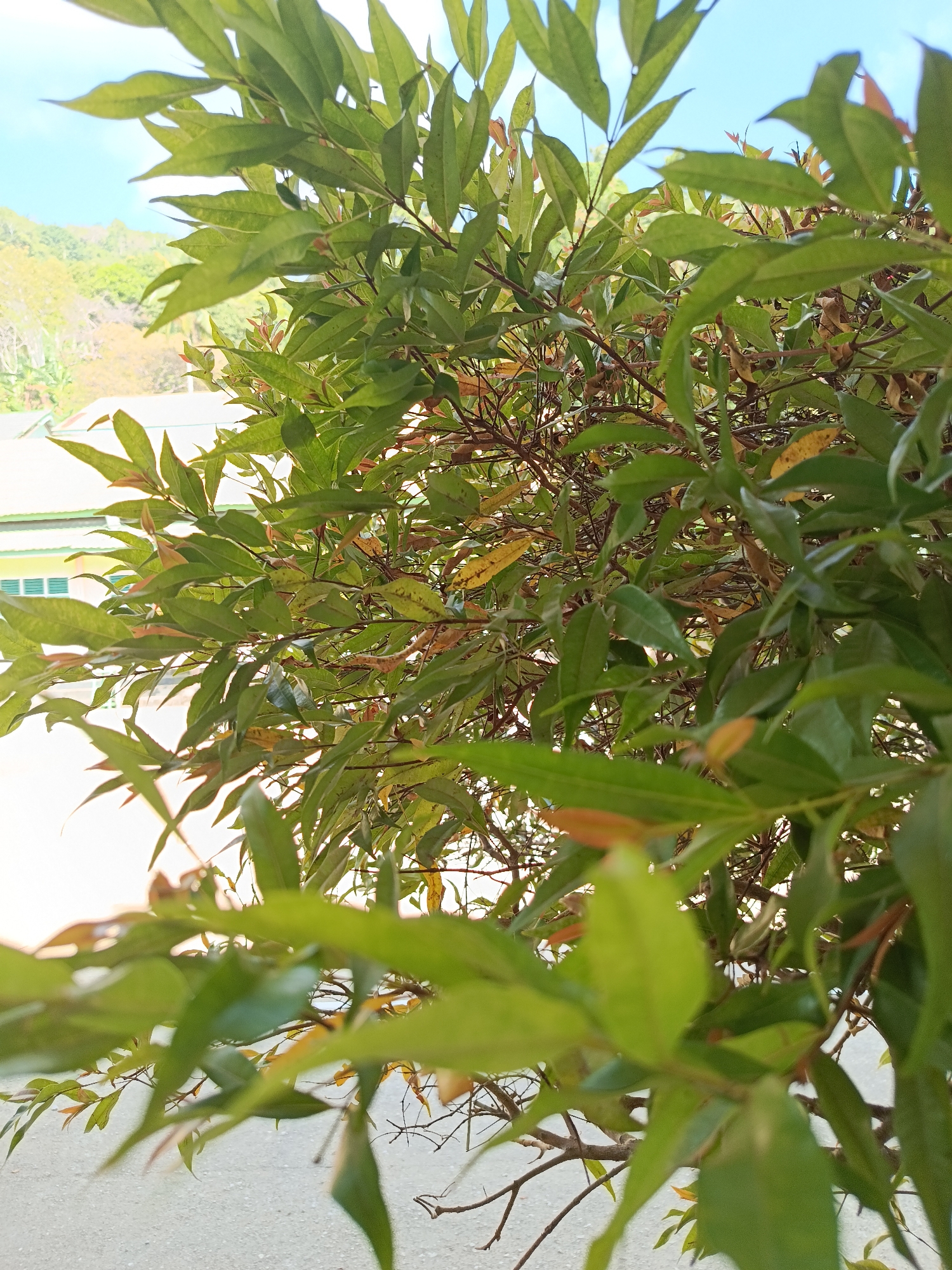 A close-up, vertical shot captures a dense canopy of green leaves against a bright sky, with a hint of buildings and a hillside in the blurred background. The leaves are predominantly green, with some showing reddish tips and others a yellowish hue, suggesting a seasonal change or the presence of new growth. The branches are thin and brown. In the lower left quadrant, a light-colored building with a green roof is visible, and a paved surface, likely a road or walkway, occupies the bottom of the frame. The environment appears to be outdoors in a somewhat tropical or subtropical setting, possibly in the vicinity of Mansalean, Indonesia, given the foliage and the architectural style of the building. There are no people or animals in the image.