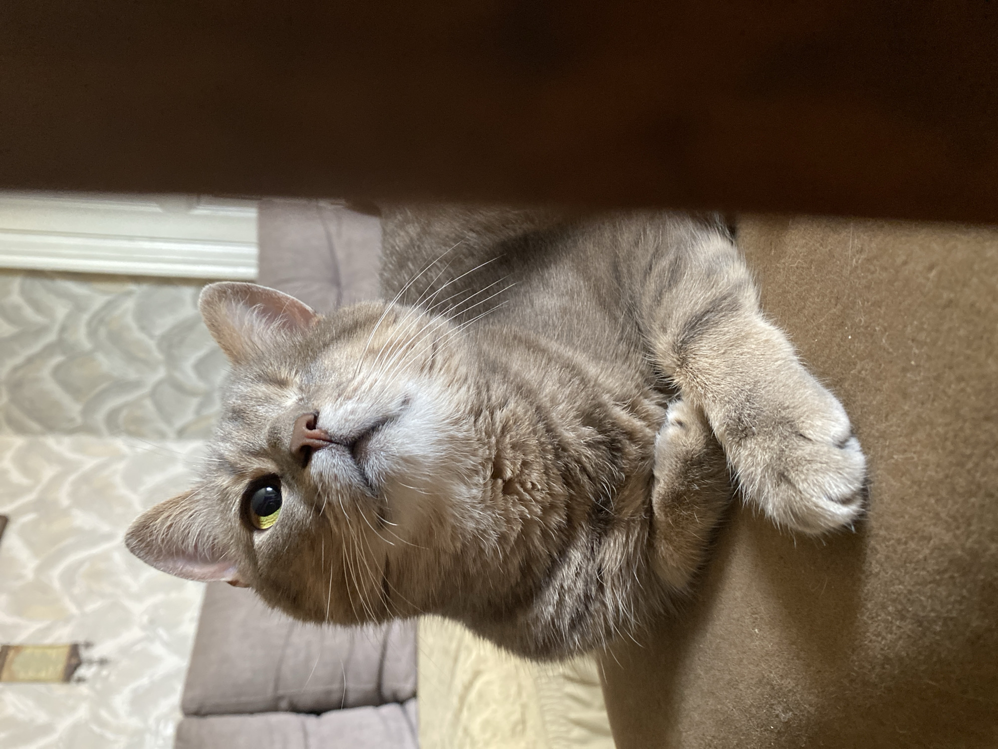 This is a close-up, vertically oriented photograph of a domestic cat. The cat is light brown with darker grey tabby markings. It is lying on its side, with its head turned towards the camera. Its eyes are open and appear to be yellow or green. The cat's paws are visible, with one paw tucked underneath its head. The background is blurred, but appears to be a living room setting with a couch and patterned wallpaper. A dark brown surface is visible at the top of the image, partially obscuring the cat's body. The lighting suggests it is indoors during daylight. There is no visible text in the image.