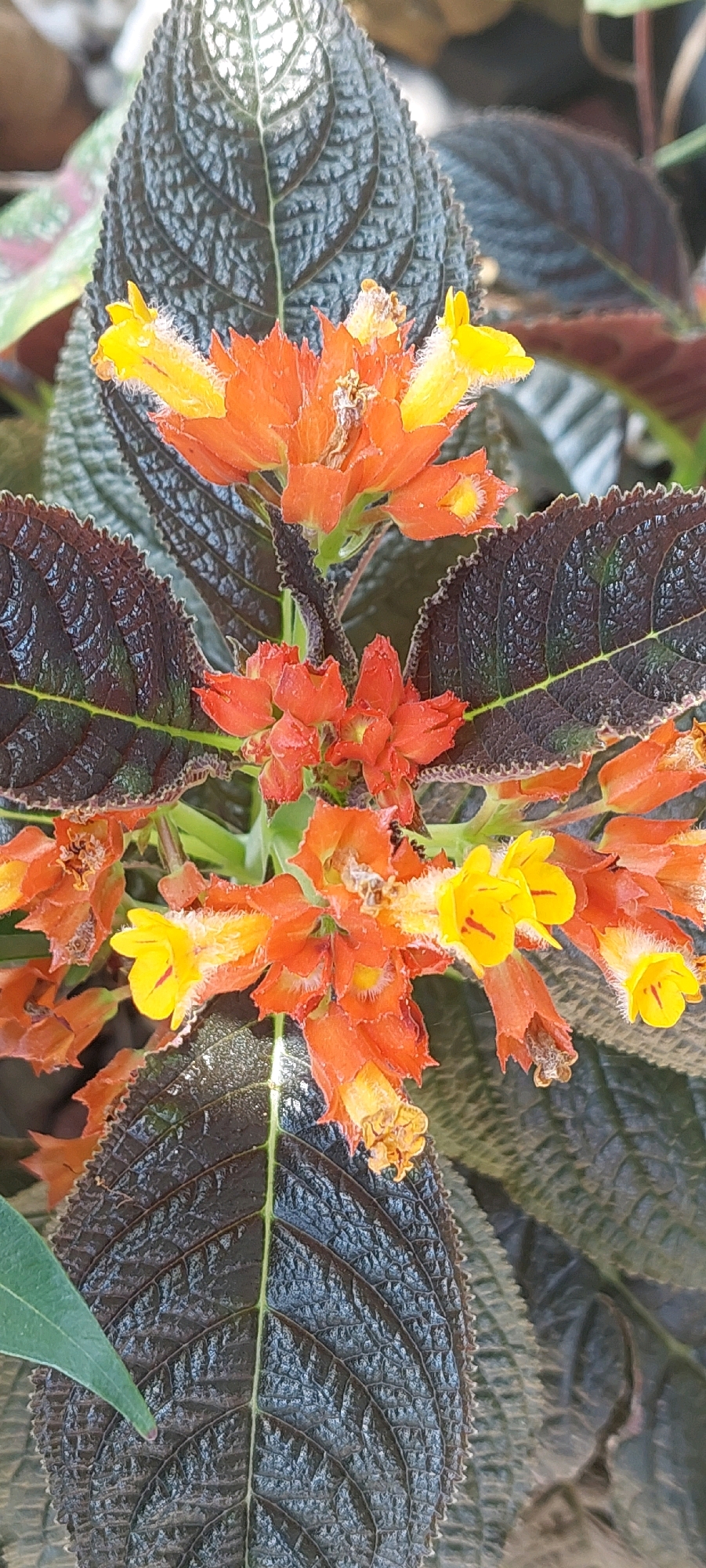A close-up, overhead shot focuses on a cluster of vibrant orange and yellow flowers with fuzzy yellow centers and dark, textured leaves. The flowers are bell-shaped and arranged in small bunches, with some petals tinged with red. The leaves are oval with serrated edges and prominent veins, displaying a deep, almost blackish-purple hue with a slight sheen. The background is softly blurred, suggesting a natural outdoor setting with hints of green foliage. No people or specific city details are discernible.