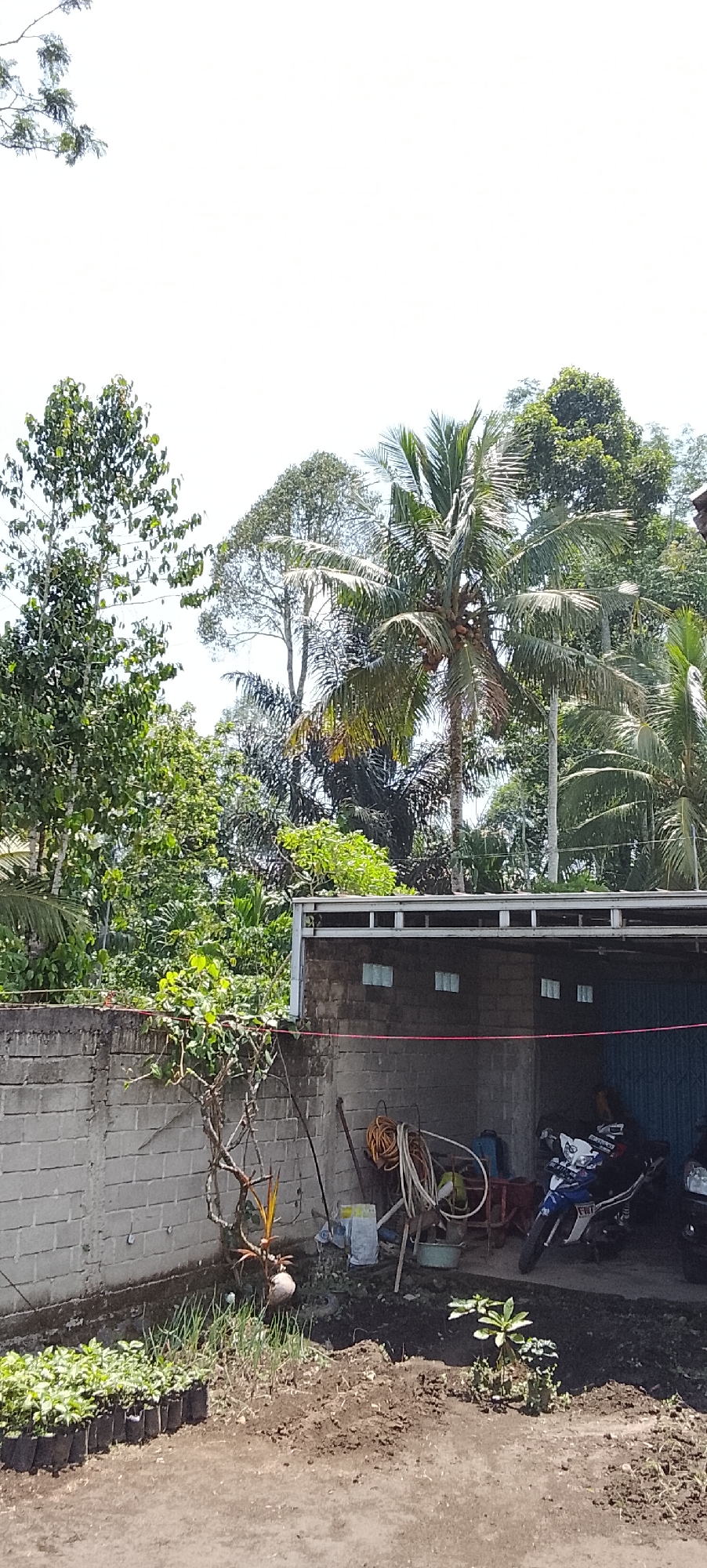 This is an exterior, ground-level, vertical, medium shot of a courtyard and building in Padang Dalom, Indonesia. The scene features a brick wall on the left, a covered structure with motorcycles, and lush greenery in the background. A collection of small potted plants are arranged in a row in the foreground. Inside the covered structure, a white and blue motorcycle is parked, and a person appears to be sitting on it. Tools, including a coiled hose, are also visible. The building has a corrugated metal roof. The sky is bright and overcast.
