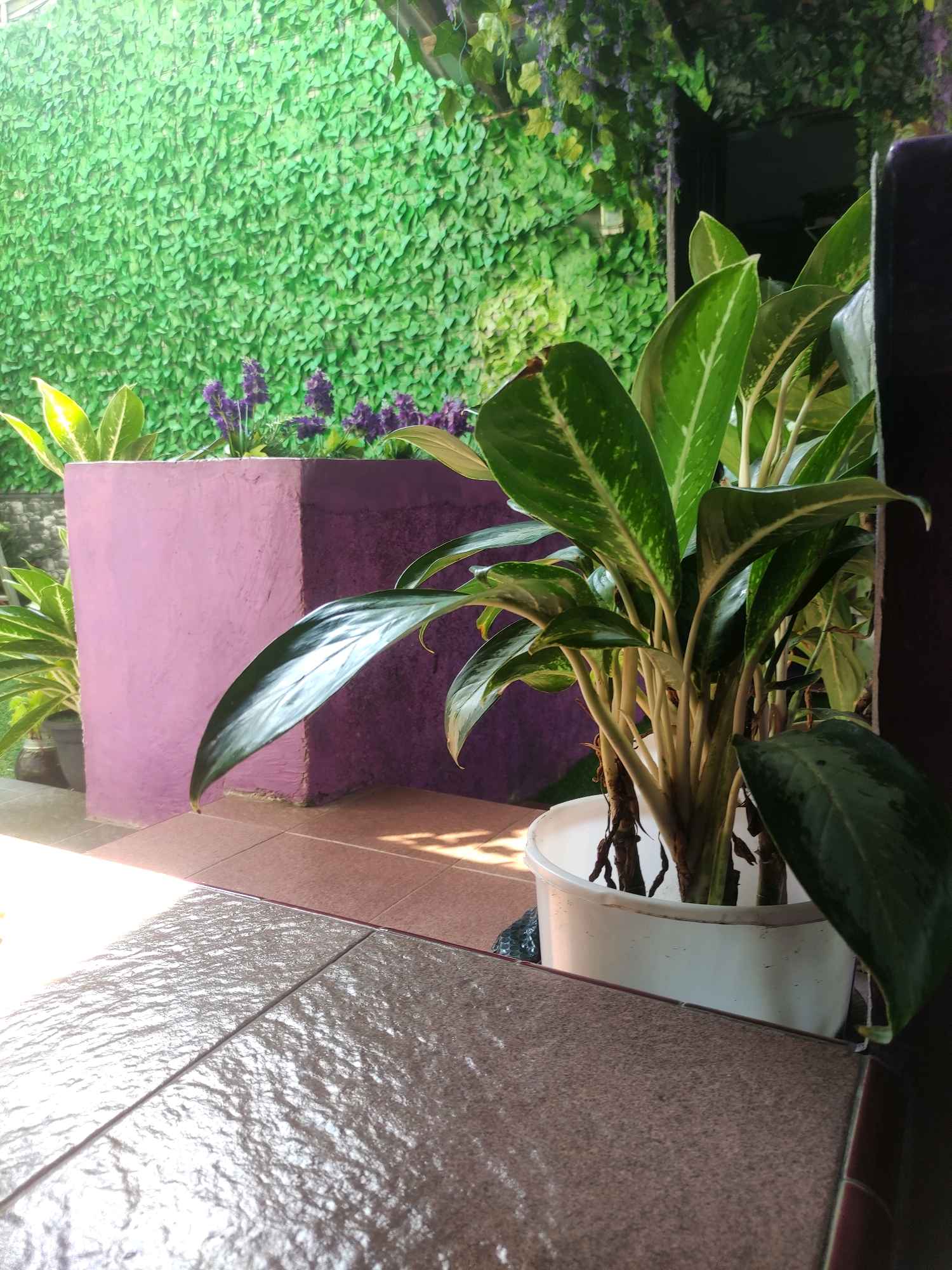 This is a medium shot, eye-level, outdoor photograph of a plant in a white pot. The plant has large, green leaves with lighter green markings and thick, light-colored stems. The pot sits on a textured brown tiled floor, partially illuminated by sunlight. In the background, there is a vibrant green textured wall, possibly artificial foliage, and a square, purple planter with purple flowers. The scene appears to be a patio or an outdoor decorative area, possibly located in the vicinity of Setail, Indonesia. There are no people or animals visible in the image.