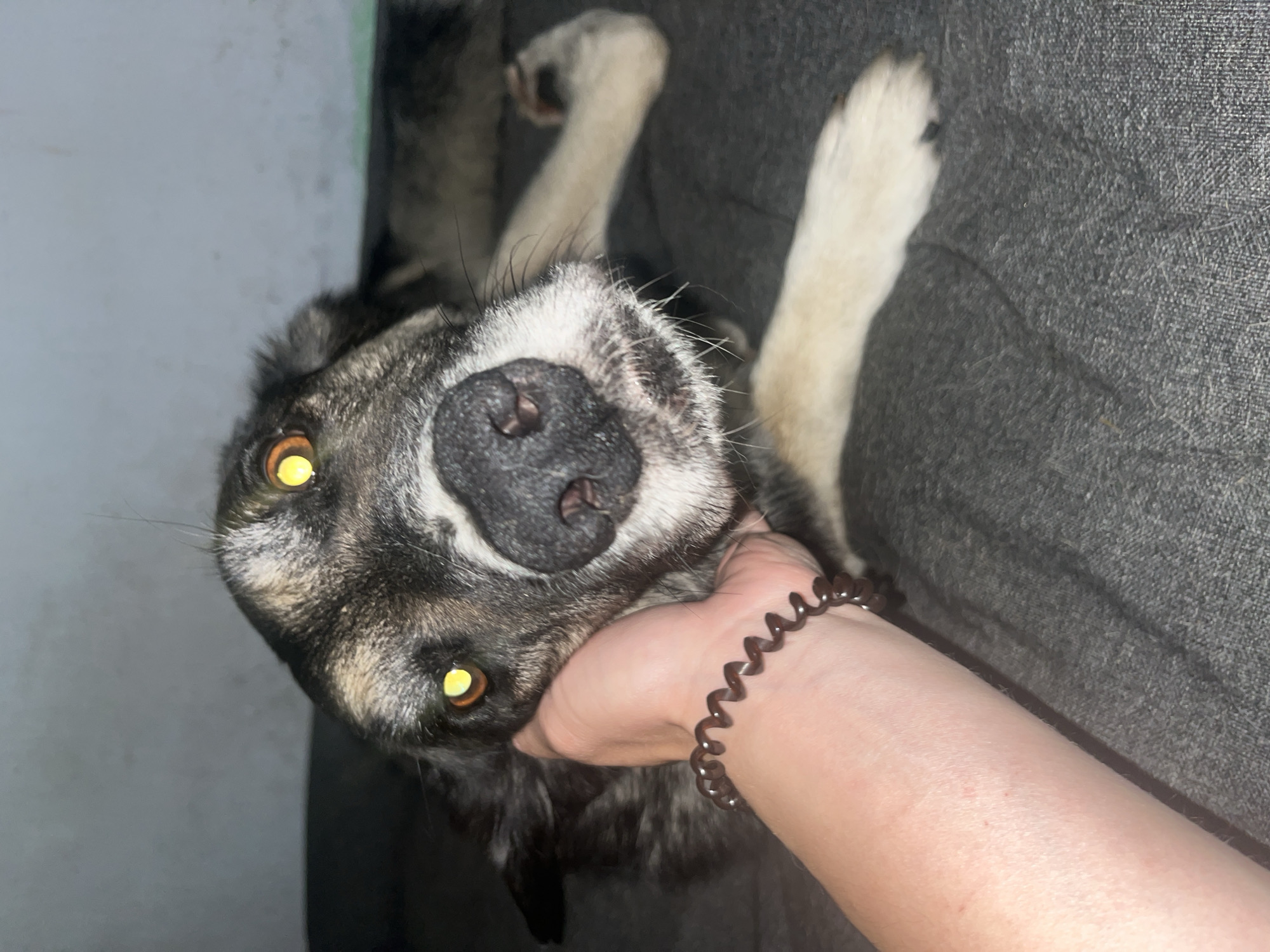A person's hand, wearing a brown spiral hair tie on their wrist, is gently stroking the head of a dog. The dog has dark fur with lighter gray and white markings on its face and chest. Its eyes are glowing yellow, reflecting light. The dog is lying on a dark gray textured surface, possibly a couch or bed. The background is a pale gray wall. No specific location in Nizhny Tagil, Russia can be determined from the image.