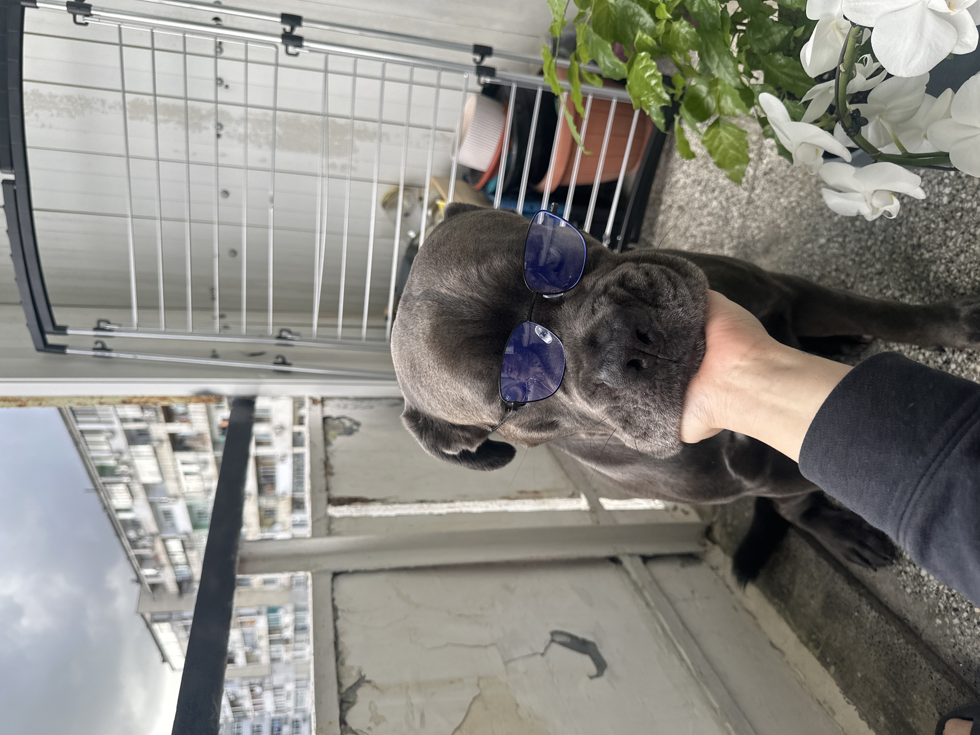 A large, dark grey dog, possibly a Cane Corso, is the central subject of this image, positioned on what appears to be an outdoor balcony or terrace in Varna, Bulgaria. The dog is wearing blue-tinted sunglasses, which are resting on its head and partially covering its eyes, giving it a cool and composed demeanor. A human hand, with fair skin and wearing a dark long-sleeved top, is gently petting the dog's chin and neck, indicating a close and relaxed interaction.
The scene is set during the daytime under an overcast sky. To the right of the dog, green potted plants and a pot of white orchids with multiple blooms add natural elements to the environment. Behind these, a metal grid fence or railing can be seen. The surface beneath the dog and plants is textured concrete or stone. In the background to the left, a dense urban landscape of multi-story buildings with numerous windows is visible, typical of a city environment. A dark vertical bar is also prominent on the left side of the frame. The balcony's walls show signs of weathering, contributing to the lived-in urban aesthetic. No visible text is present in the image.