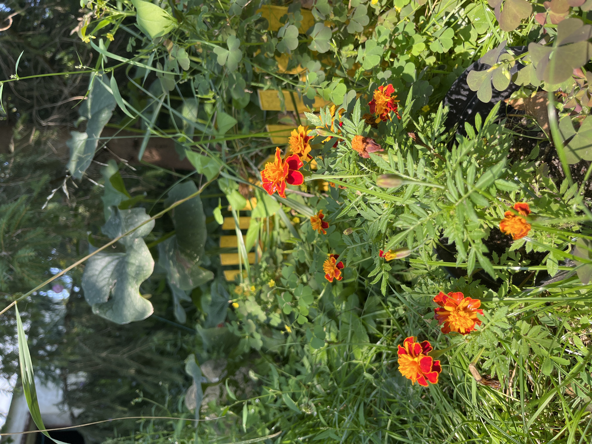 In Fedorovka, Russia, a vibrant garden scene unfolds, dominated by numerous marigold flowers in various stages of bloom. The marigolds exhibit a striking bicolored pattern, with petals transitioning from a deep red at the tips to a bright orange and yellow at the center. These flowers are interspersed with lush green foliage, including tall grasses and clover-like plants. In the background, a blurred yellow picket fence runs horizontally, partially obscured by the dense vegetation. The overall environment is verdant and appears to be a well-maintained garden, bathed in natural sunlight that casts shadows and highlights the textures of the plants.