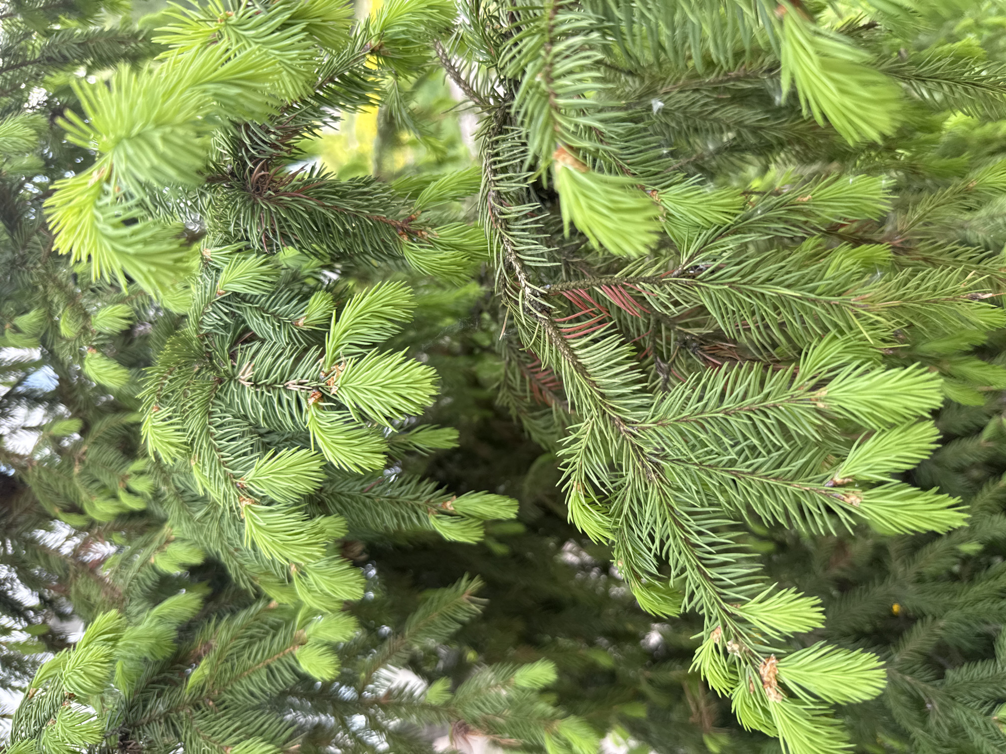 The image shows a close-up view of a spruce tree branch with new, light green needles emerging. The needles are densely packed and arranged spirally around the branches. The background is blurred, suggesting a shallow depth of field. The location and city mentioned (Rusanovo, Russia) cannot be determined from the image alone.
