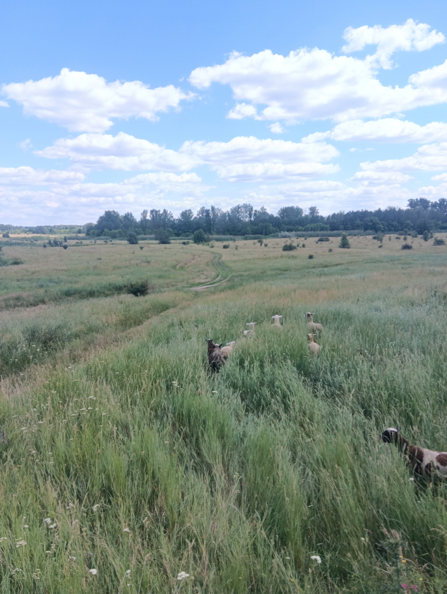 A herd of sheep grazes in a tall, green grassy field under a partly cloudy blue sky. A dirt path winds through the field, leading towards a treeline in the distance. The sheep are scattered throughout the field, with some appearing to be closer to the viewer than others. The overall scene depicts a rural landscape.