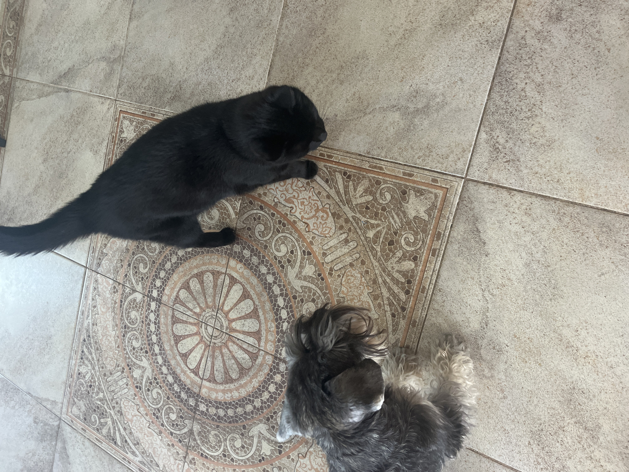 A black cat stands on a tiled floor, its head lowered as if sniffing. Beside it, a small, grey and white dog with a shaggy coat is lying down, also looking downwards. The floor is made of large, light-colored tiles with a decorative pattern in the center of the frame, featuring circular motifs and intricate designs in shades of brown, beige, and grey. The image appears to be taken from a high angle, looking down at the two animals. The scene is indoors, likely in a residential setting. There is no indication of the city of Vladimirovka, Russia.