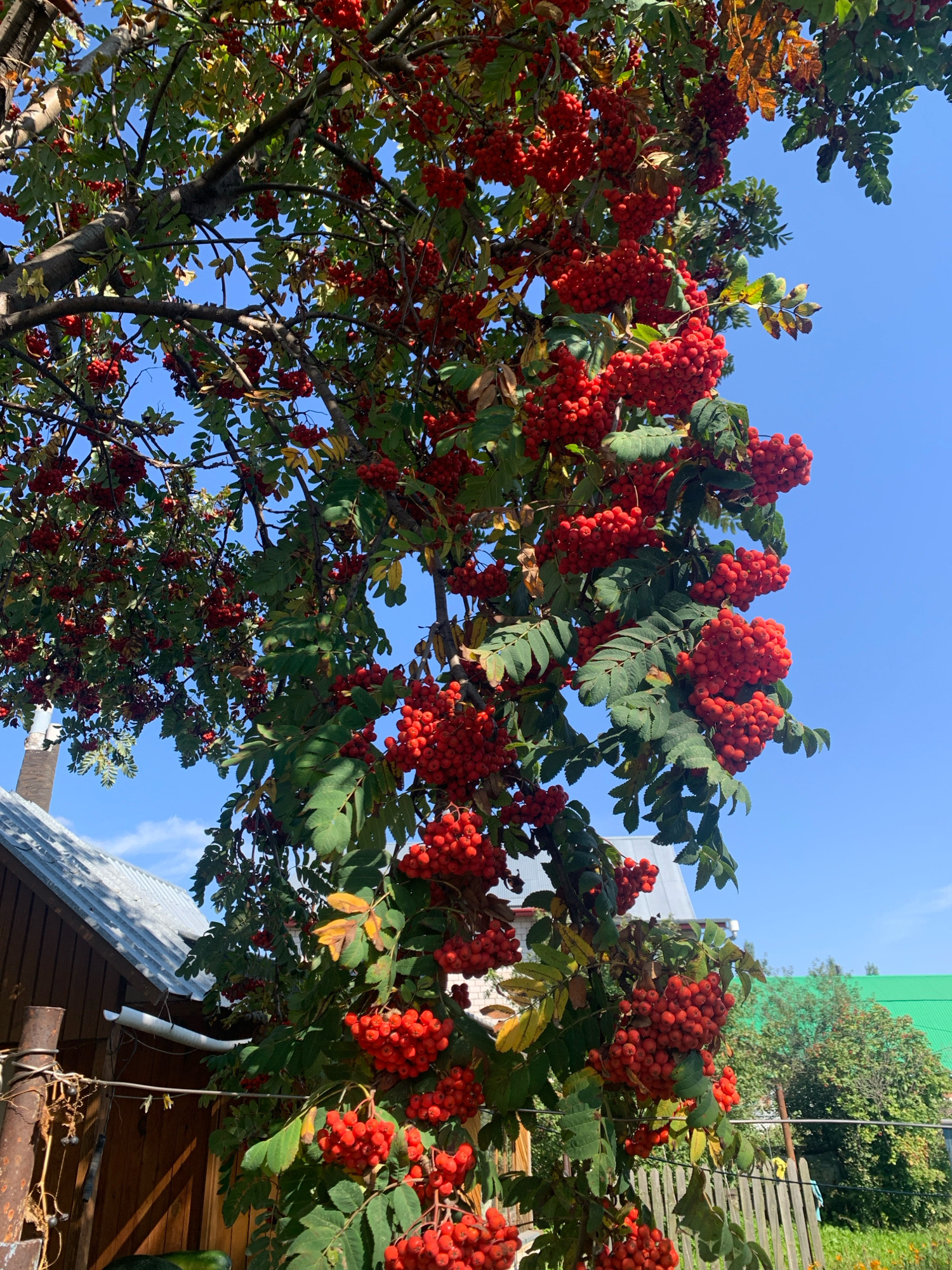 In Chishmy, Russia, a rowan tree with clusters of ripe red berries hangs heavy with fruit against a clear blue sky. Its branches are laden with large bunches of bright red berries, interspersed with green and yellowing leaves, indicating it's likely autumn. In the background, a wooden building with a corrugated metal roof is visible, along with a weathered wooden fence and greenery. The scene evokes a rustic, natural setting within the town.