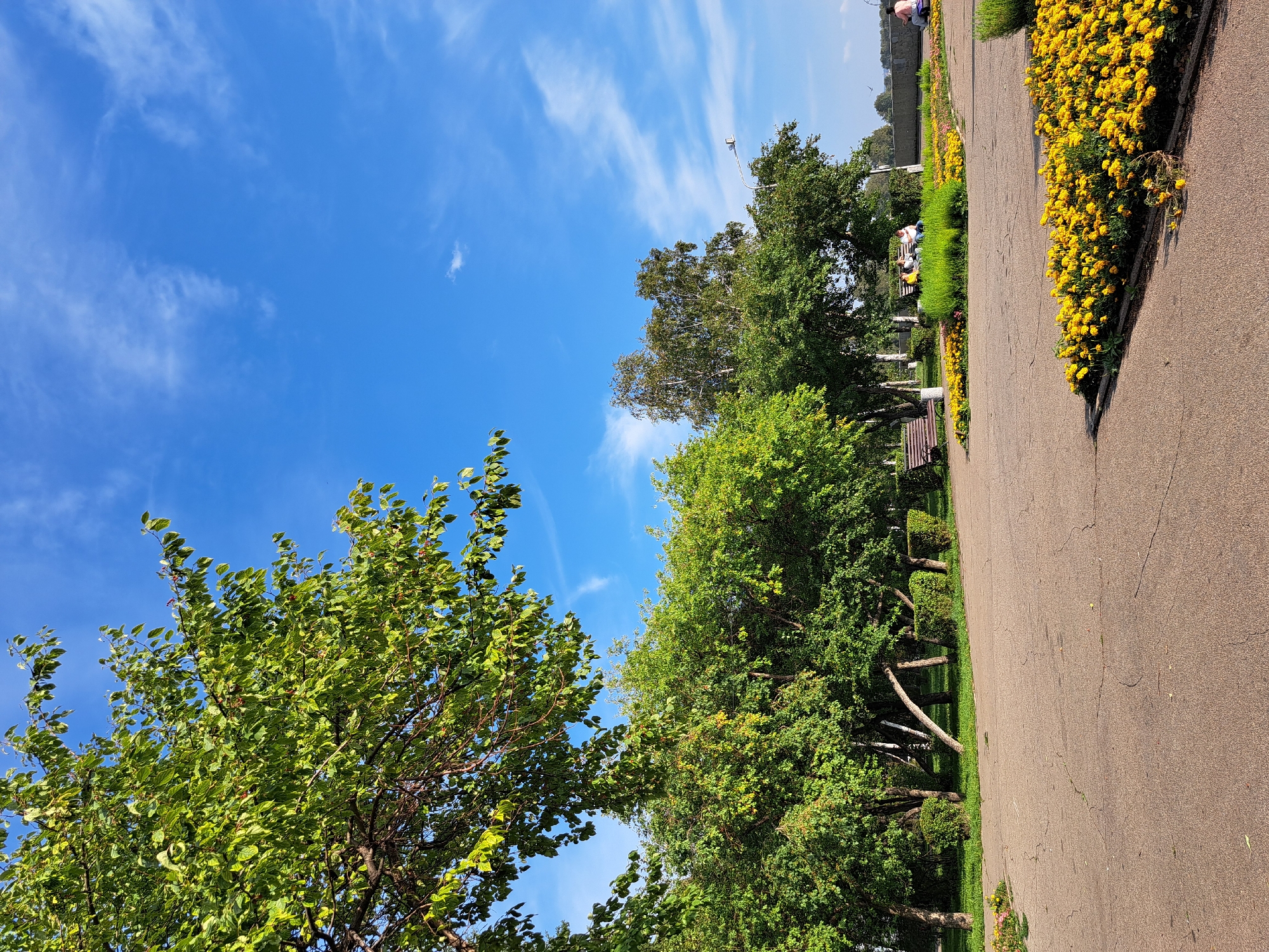 The image depicts a park scene on a bright, sunny day with a clear blue sky dotted with wispy white clouds. In the foreground, a paved pathway, showing signs of age with visible cracks, curves through the park. To the right, a vibrant bed of yellow flowers is in full bloom, bordered by neatly trimmed green bushes.
Further into the park, a variety of trees with lush green foliage create a canopy. One prominent tree in the upper left corner has spreading branches and light green leaves. Among the trees, park benches are visible. One bench is occupied by a group of three people sitting together, seemingly engaged in conversation. Another bench is empty, positioned to the left. In the background, there is a more distant view of trees and a slightly elevated embankment. A single lamppost stands near the middle-right of the image. Further back, a person is visible sitting on a wheeled scooter or chair. A single bird is in flight in the upper right portion of the image. The overall impression is of a well-maintained public park, likely a popular spot for relaxation and recreation. Given the context of Irkutsk, Russia, this scene is consistent with a park in the city.