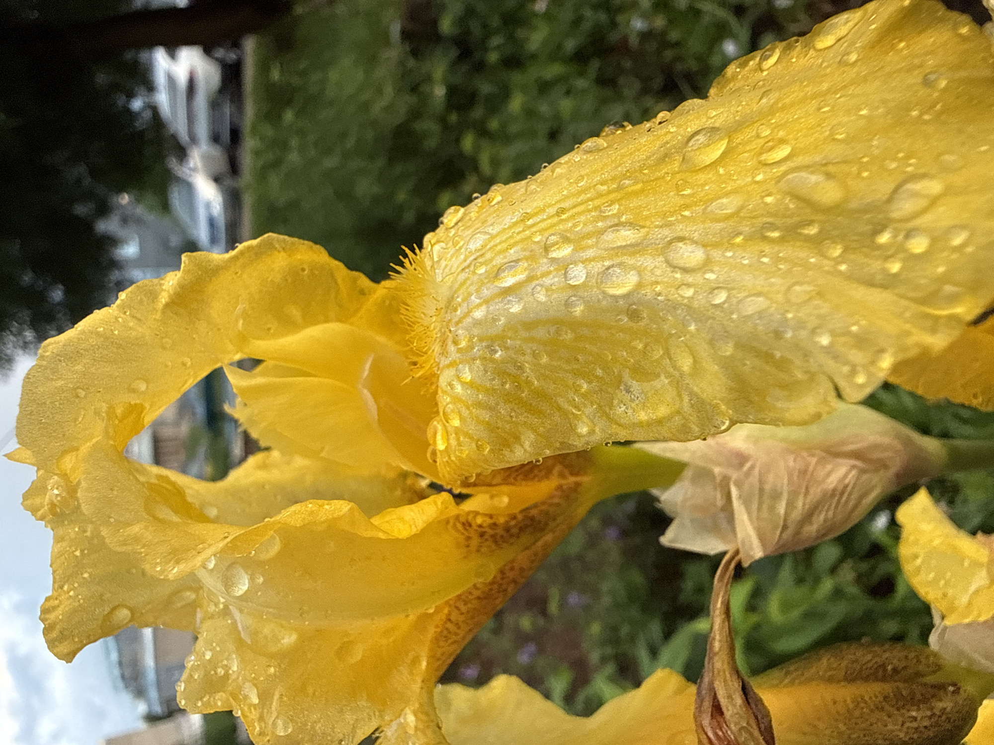 A close-up, low-angle shot captures a yellow iris flower covered in water droplets, likely from recent rain. The flower's petals are a vibrant yellow, with darker brown markings on the inner petals. The background is blurred, showing green foliage, and further out, two silver cars parked on a street with buildings in the distance, suggesting an urban or suburban setting in Марковский, Russia. The lighting appears to be overcast, contributing to the soft focus and muted colors. There are no people visible in the image.