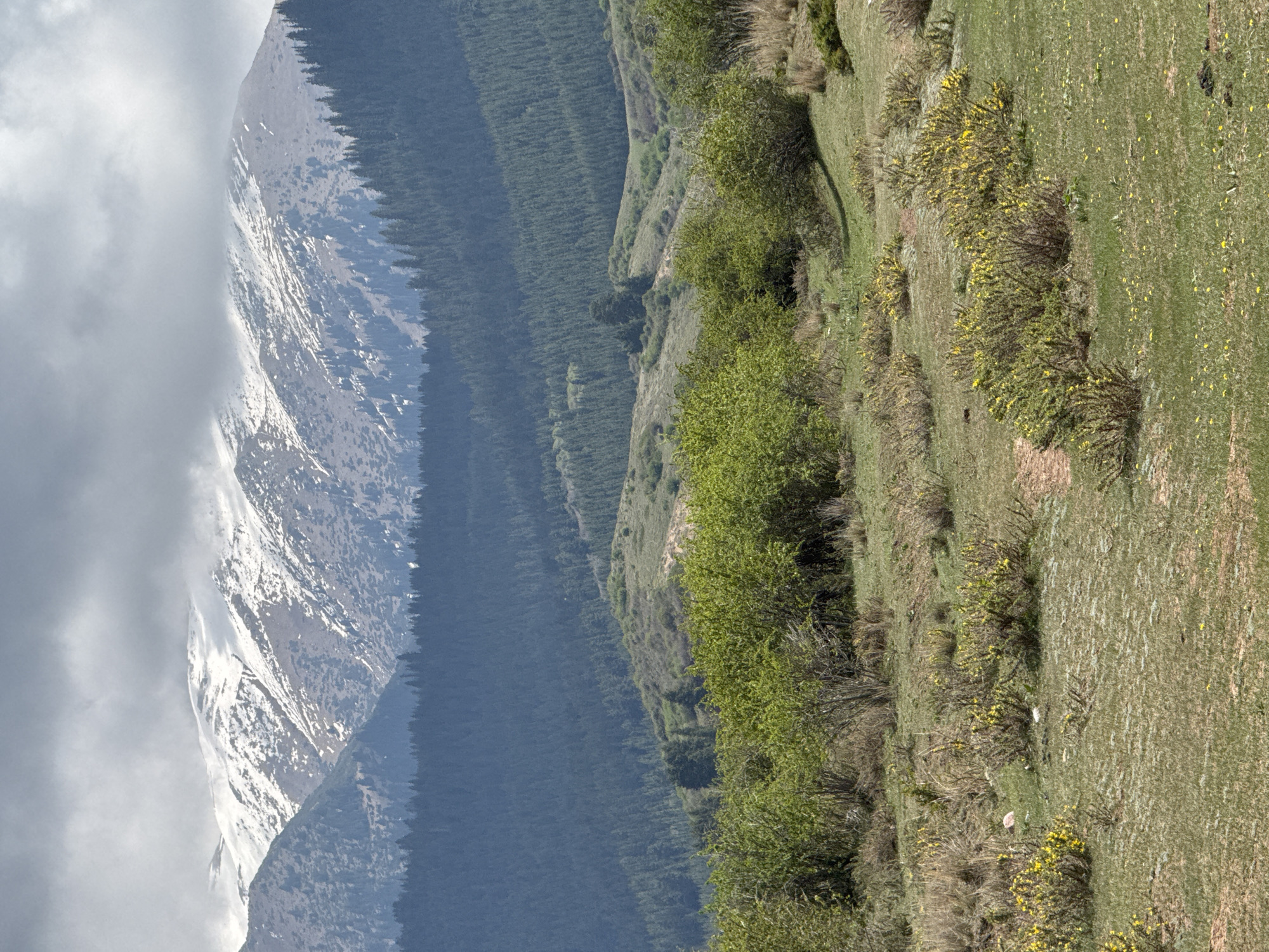 A scenic mountain landscape is captured in natural daylight, though the original image is oriented as if rotated 90 degrees clockwise. When viewed correctly, the foreground features a vibrant green hillside, gently sloping upwards, blanketed by grass and dotted with numerous shrubs bearing bright yellow flowers, possibly gorse or broom. Scattered yellow petals are visible on the grassy terrain.
Beyond the immediate slope, the midground transitions into a series of undulating hills, densely covered by dark evergreen forests. These forested slopes extend across the frame, leading the eye towards the more distant peaks. In the background, a majestic, snow-capped mountain dominates the scene, its rocky slopes partially covered with patches of white snow. The upper reaches of this towering peak are partially obscured by a thick layer of soft grey and white clouds, suggesting an overcast sky or typical mountain weather.
The setting evokes the serene and rugged beauty of a natural environment, consistent with landscapes found in Jeti-Ögöz, Kyrgyzstan. There are no visible people, animals, or man-made structures, nor is there any activity taking place. No text is visible in the image.