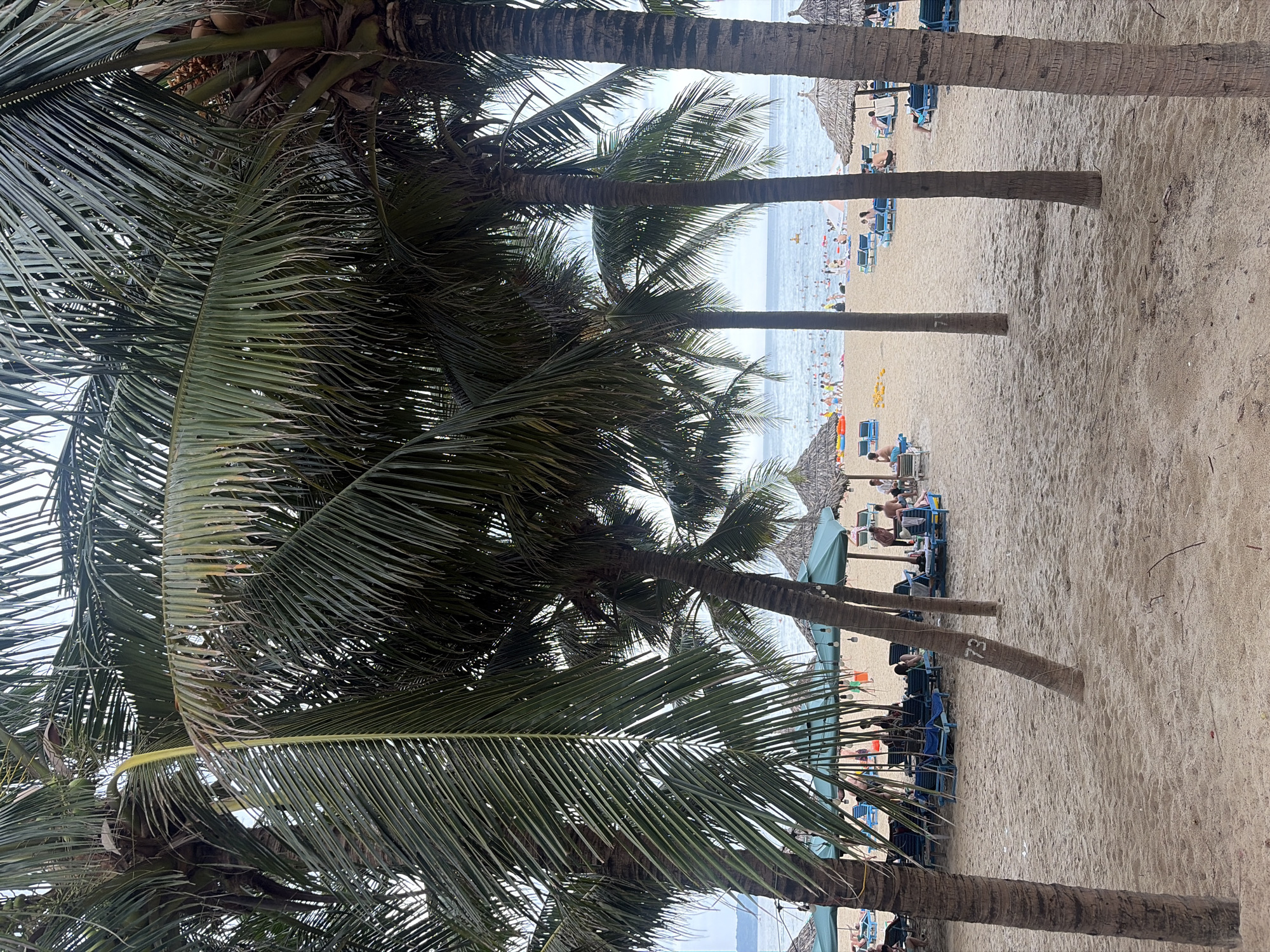 This is a photograph of a busy beach scene in Da Nang, Vietnam, likely taken on a sunny day given the crowds. The foreground is dominated by several large palm trees with their fronds casting shadows on the sandy beach. In the mid-ground, beachgoers are visible relaxing on lounge chairs, under thatched umbrellas and green canvas canopies. Some individuals are wading or swimming in the calm, blue ocean in the background. The water appears to be populated with many people. The atmosphere suggests a popular tourist destination. The image captures a typical summer day at a Vietnamese coastal resort.