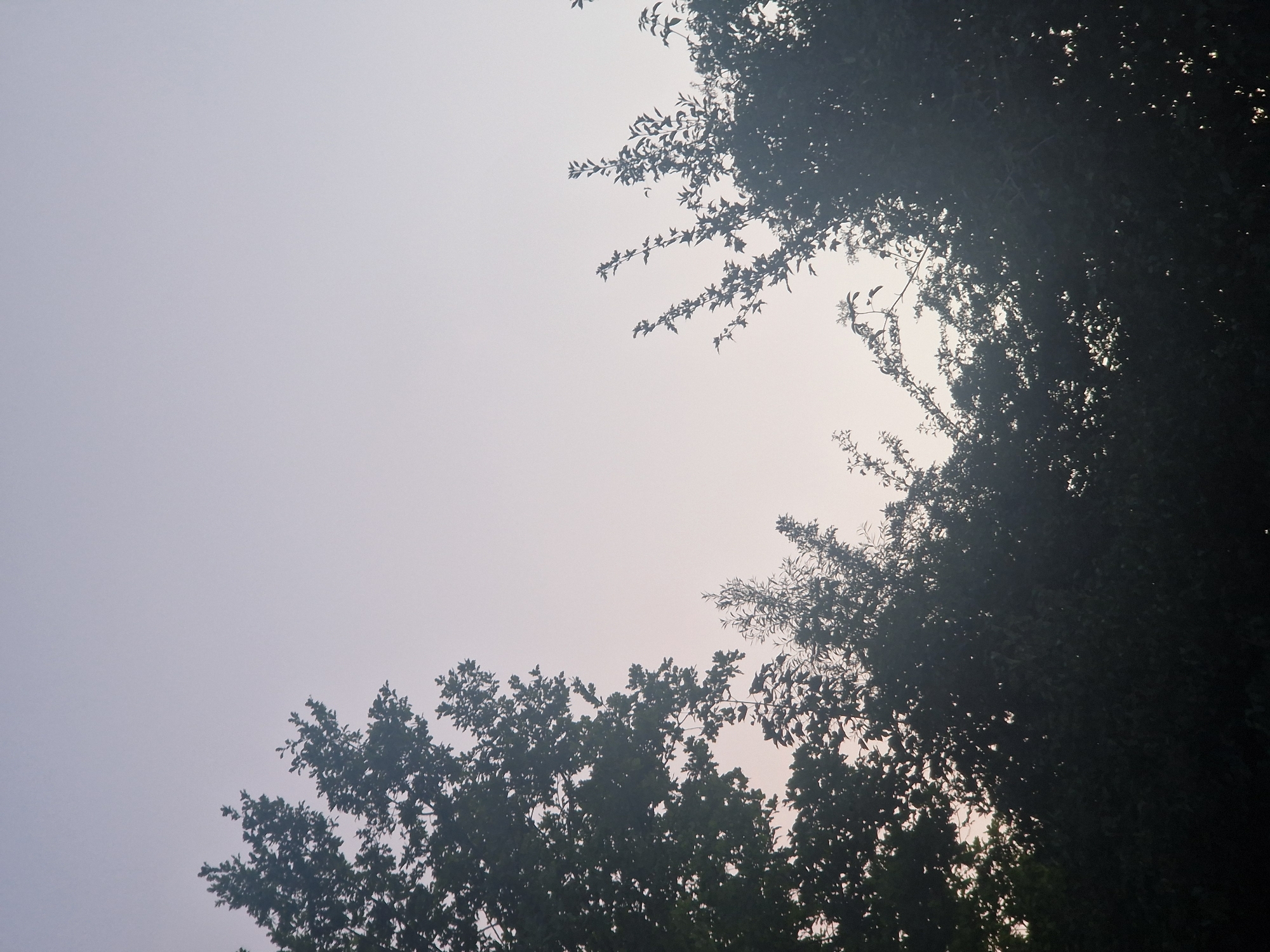 The image shows a silhouette of trees against a gradient sky, transitioning from a pale lavender at the top to a soft pinkish hue near the horizon. The trees are dark and dense, with their branches and leaves obscuring much of the sky. The left side of the image features a larger, fuller tree, while the right side has a thinner, more sparse collection of branches. The overall atmosphere is tranquil and suggests either dawn or dusk. The location is confirmed to be in the city of Ingolstadt, Germany. There are no people, specific objects, or actions depicted in the scene. The environment is primarily natural, with the sky and foliage dominating the frame.