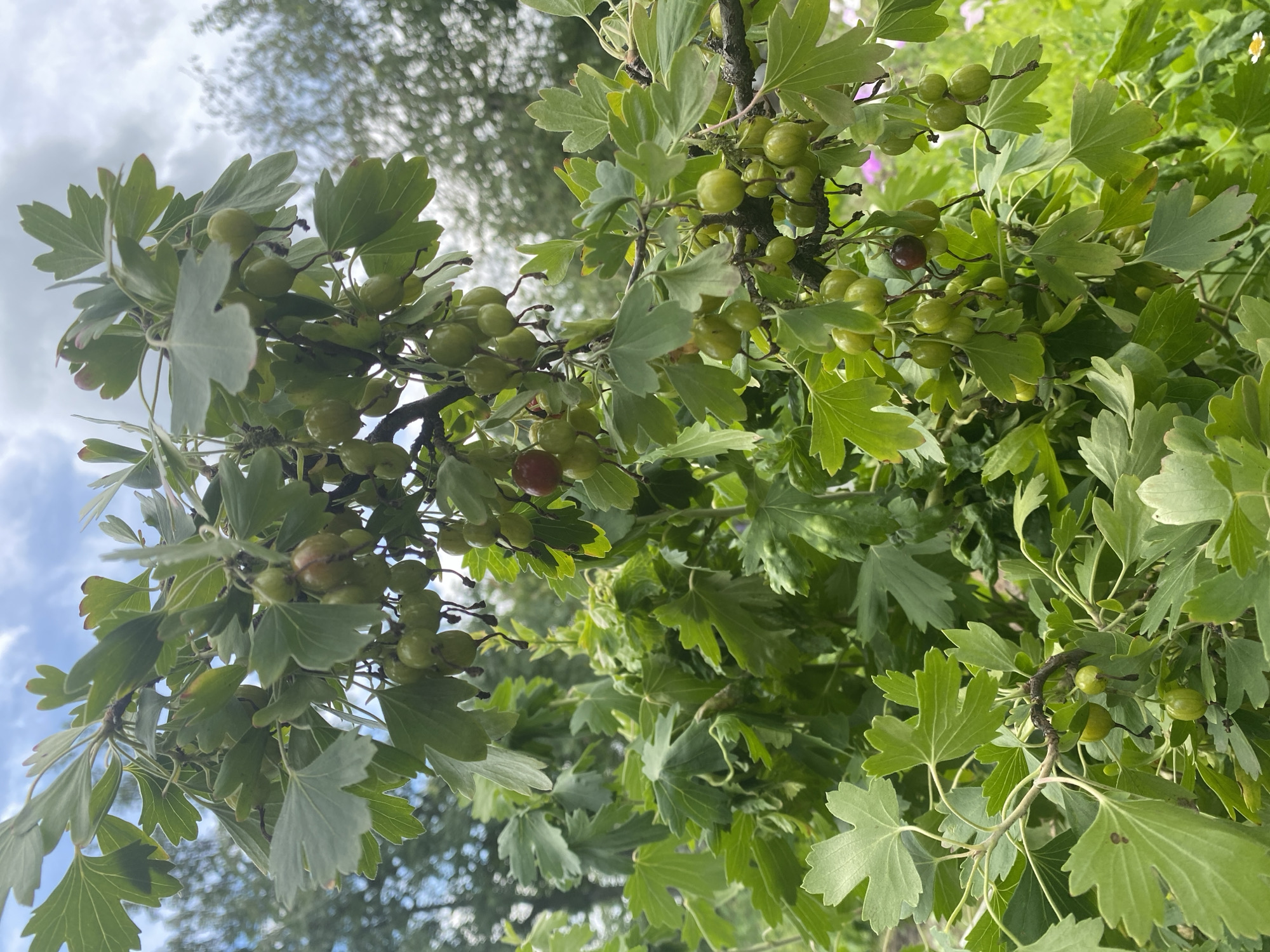 This media file captures a close-up view of a gooseberry bush with ripening green berries and a few darker red ones. The branches are laden with these small, round fruits, interspersed with the plant's characteristic lobed leaves. The leaves are a vibrant green, with some showing slight imperfections or a lighter hue, possibly indicating the stage of ripening or natural variations.
The perspective is from below, looking upwards towards the sky, which is partially visible and appears to be a bright, cloudy day. The background is blurred, suggesting an outdoor setting with more foliage and possibly other plants, creating a natural, garden-like environment. The lighting indicates it is daytime, likely mid-morning or afternoon, given the brightness and the quality of shadows. There are no people or animals visible in the frame. The overall impression is one of natural growth and the early stages of fruit harvest in a temperate climate. The location context provided is Маринопіль, Ukraine. No text is visible in the image.
