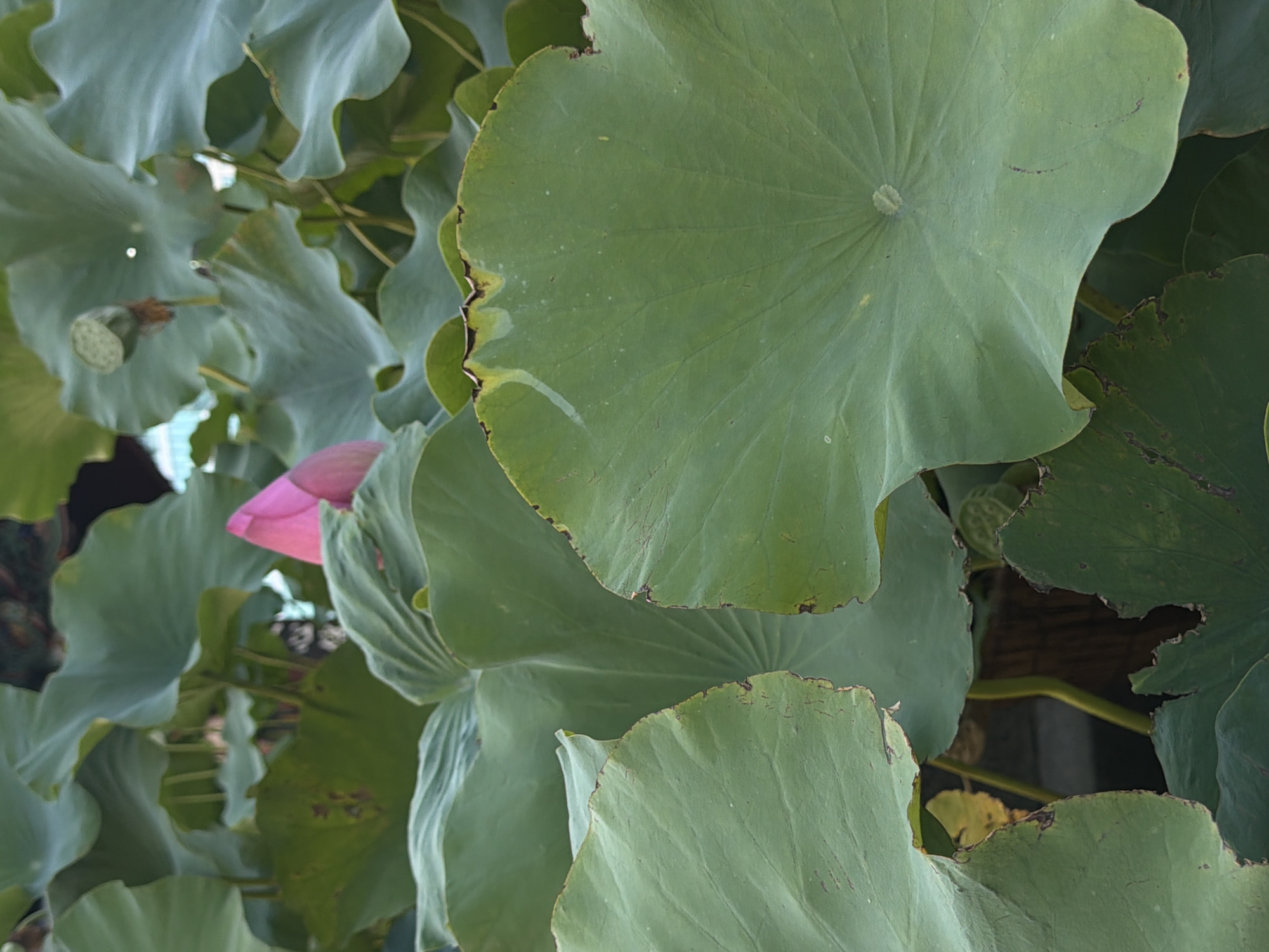 A partially opened pink lotus bud is visible amidst lush green lotus leaves. The background is a blur of more foliage and dark shapes, suggesting an outdoor pond environment. A single lotus seed head is also visible to the upper right of the frame. The image does not provide any specific information about its location within Seoul, South Korea.
