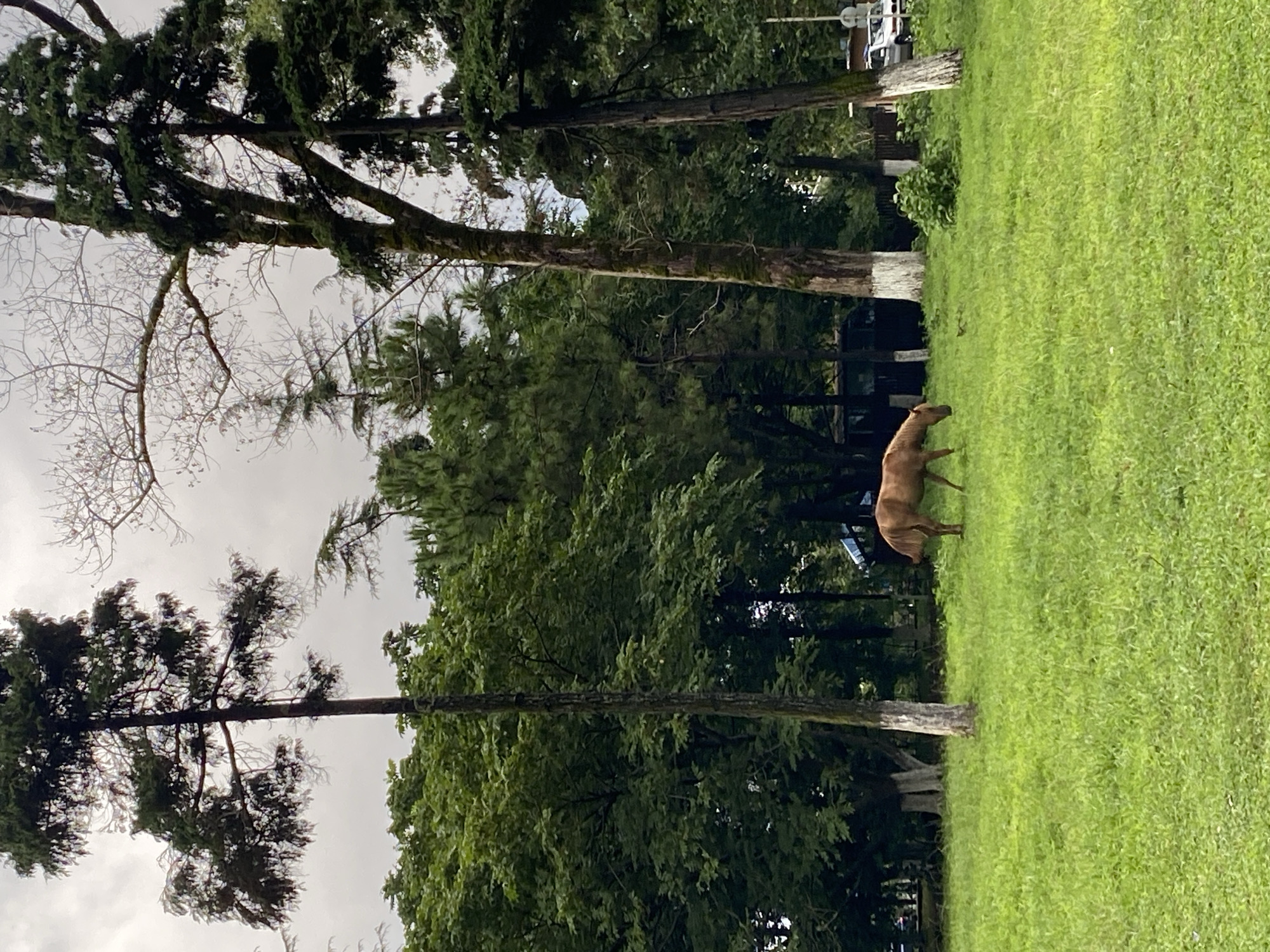 An adult brown horse is grazing on a grassy field with trees in the background. The horse is positioned in the lower center of the frame. The field is lush green, and several tall trees with green foliage surround the area. The sky is overcast, suggesting a cloudy day. In the distance, there are glimpses of buildings and a vehicle. The scene appears to be a park or a natural area within the city of Ureki, Georgia.