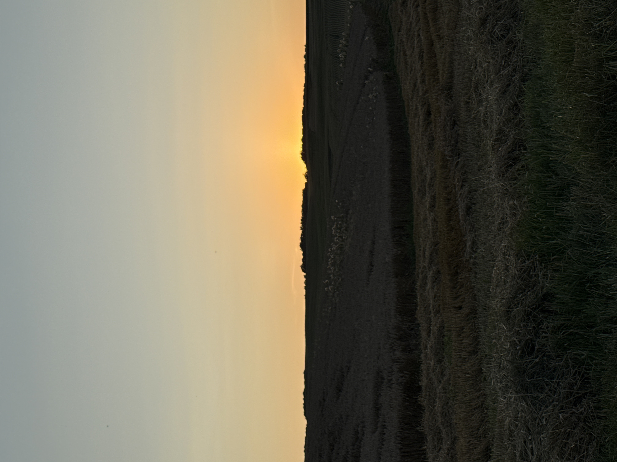 A tranquil sunset casts a warm glow over a harvested field, creating a serene, rural landscape. The sky transitions from a soft blue at the top to a vibrant yellow-orange near the horizon, where the sun is partially obscured by a dark, silhouetted tree line. The foreground is dominated by the dark, textured expanse of the field, with visible rows suggesting agricultural activity. Patches of dry straw and grass litter the ground, indicating a recent harvest. The overall impression is one of peaceful twilight in a quiet, open setting.