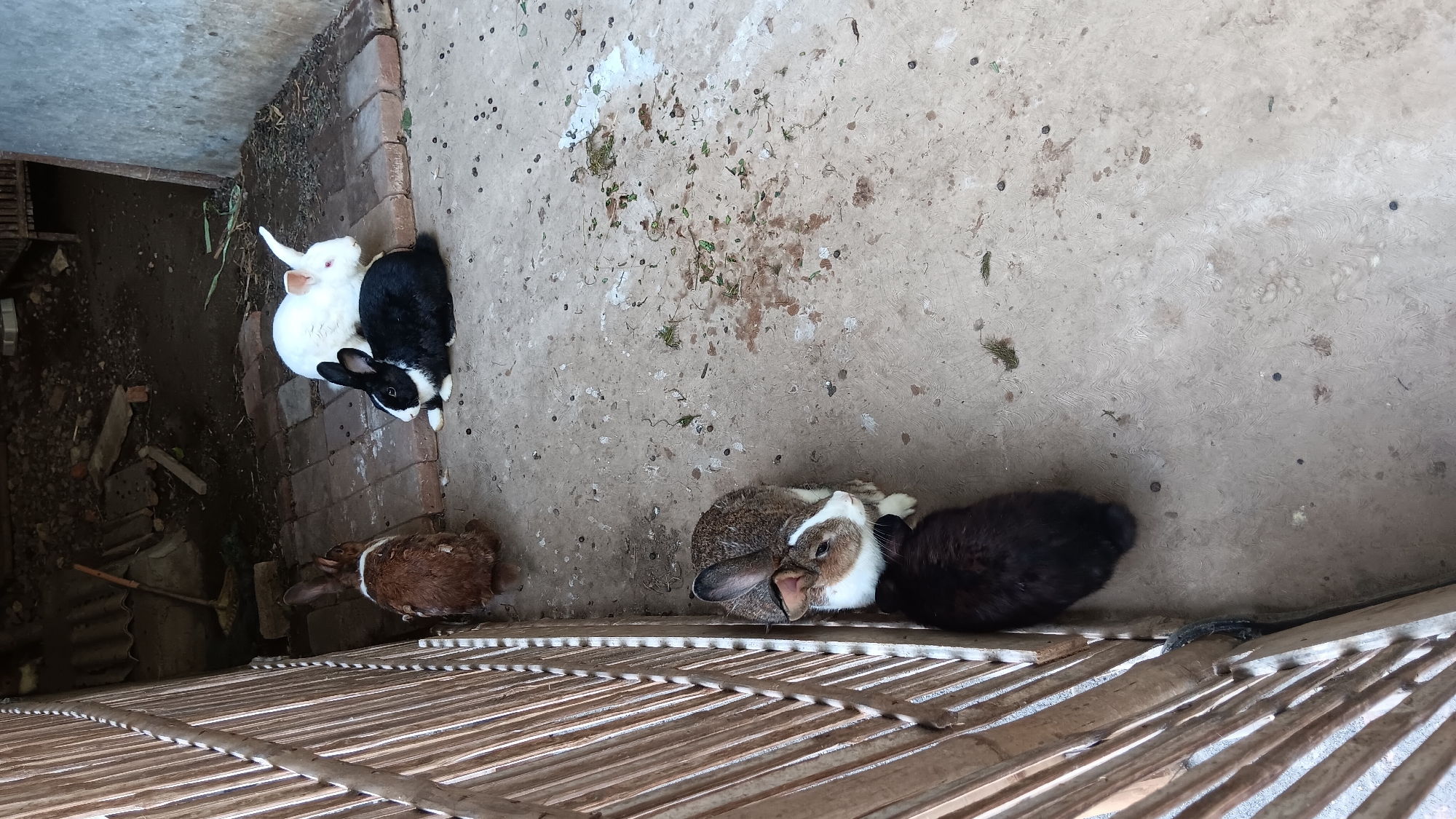 In Sonobekel, Indonesia, a collection of rabbits are visible in an outdoor enclosure. The enclosure features a concrete floor with scattered debris and vegetation. A rustic wooden fence borders the left side of the scene. In the foreground, a brown and white rabbit is situated next to a black rabbit. Further into the enclosure, a brown rabbit is partially visible, and a white rabbit is seen with a black and white rabbit. The rabbits appear to be resting or observing their surroundings. The lighting suggests it is daytime.