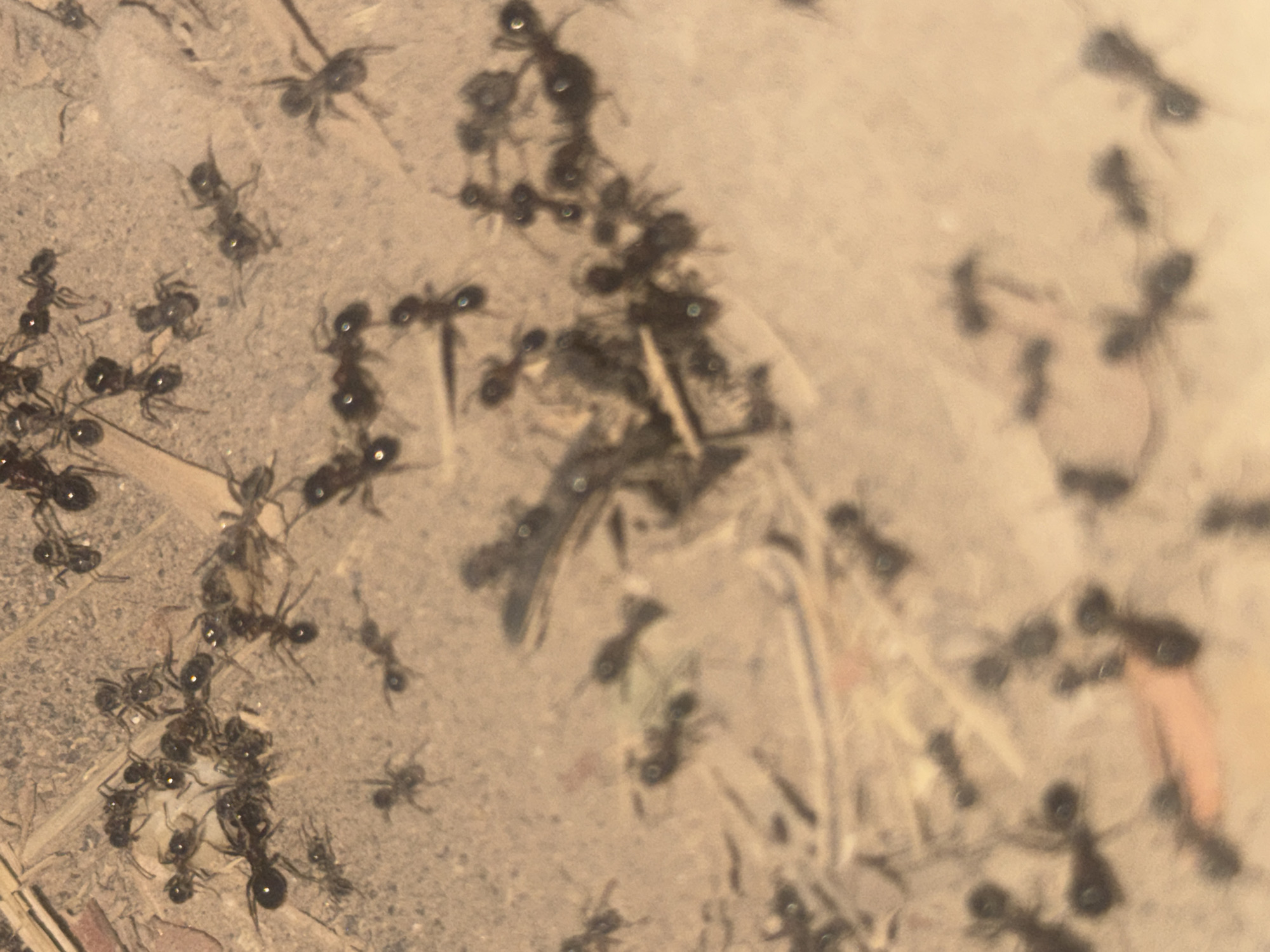 The image is a close-up, top-down view of a swarm of ants on a dirt surface. The ants are mostly black and are scattered across the frame, with some appearing to be carrying small food items. The ground is a mix of dirt and small debris, with some dried grass or twigs visible. The lighting is dim, creating shadows and obscuring some of the finer details of the ants and the environment. There are no people or man-made structures clearly visible in the image, suggesting it was taken in an outdoor, natural setting. The location is not specified in the image.