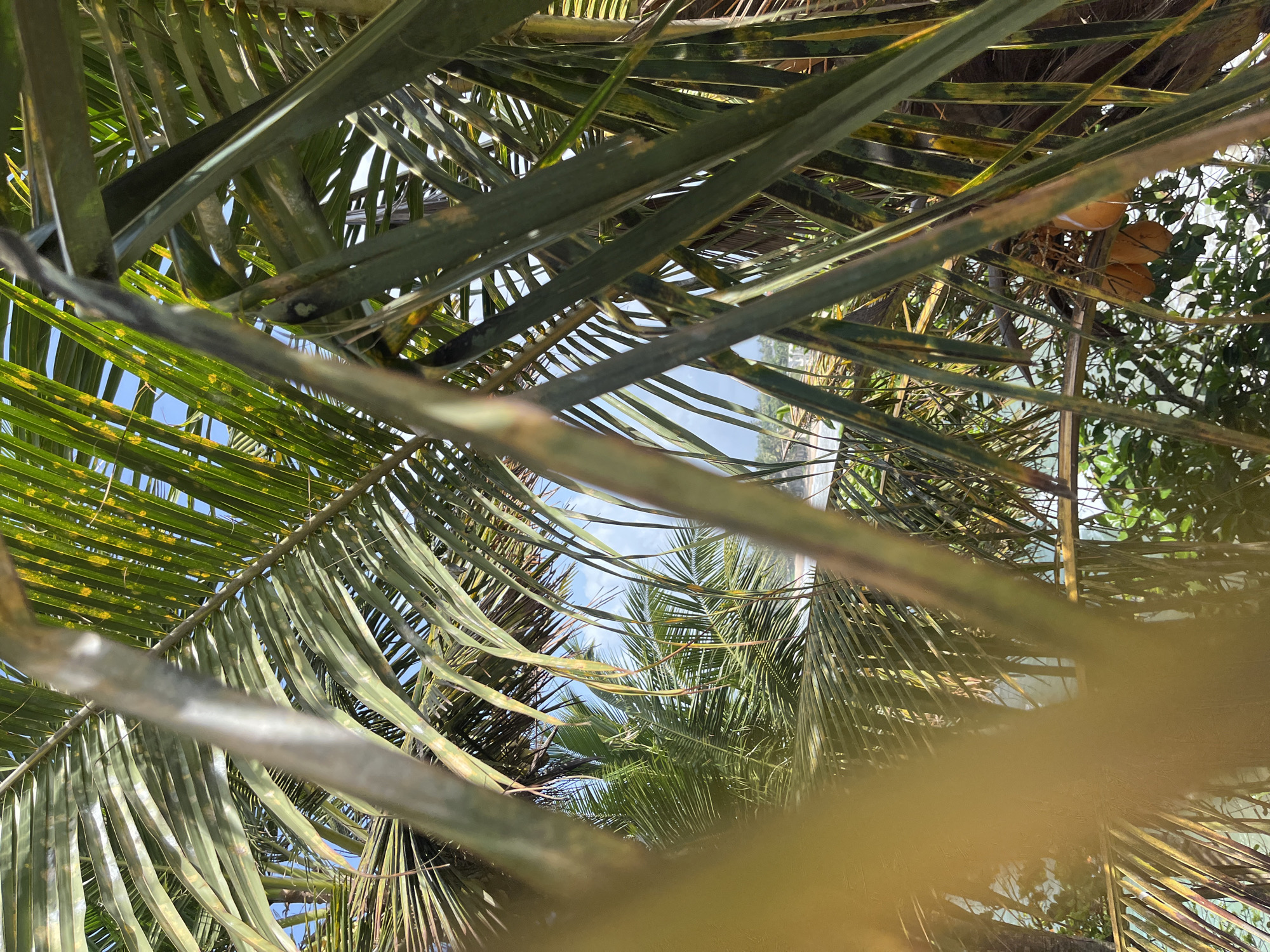 The image shows a close-up view of palm fronds with coconuts hanging from one of the trees. The foreground is dominated by the green and yellowing fronds of a palm tree, with a large, out-of-focus blurry light-yellow object in the lower left corner, possibly a palm trunk or a piece of foliage. In the background, through the gaps in the fronds, glimpses of the sea, a beach, and more palm trees are visible under a clear blue sky. The scene appears to be a tropical beach environment, likely in the city of Matara, Sri Lanka, given the context. The overall impression is one of lush tropical vegetation and coastal scenery.