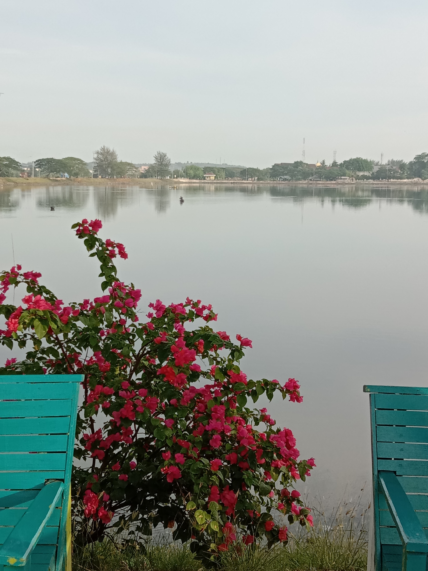 The image shows a body of water, likely a lake or wide river, in Lhokseumawe, Indonesia, based on the local vegetation. In the foreground, there are two turquoise-colored wooden benches flanking a large bougainvillea bush with bright pink flowers. The benches appear somewhat weathered. The water is still and reflects the trees and buildings on the far shore, creating a mirrored effect. The sky is overcast and light gray. A couple of small figures can be seen in the distance on the water, possibly in boats or swimming. The overall scene suggests a park or recreation area by the water.