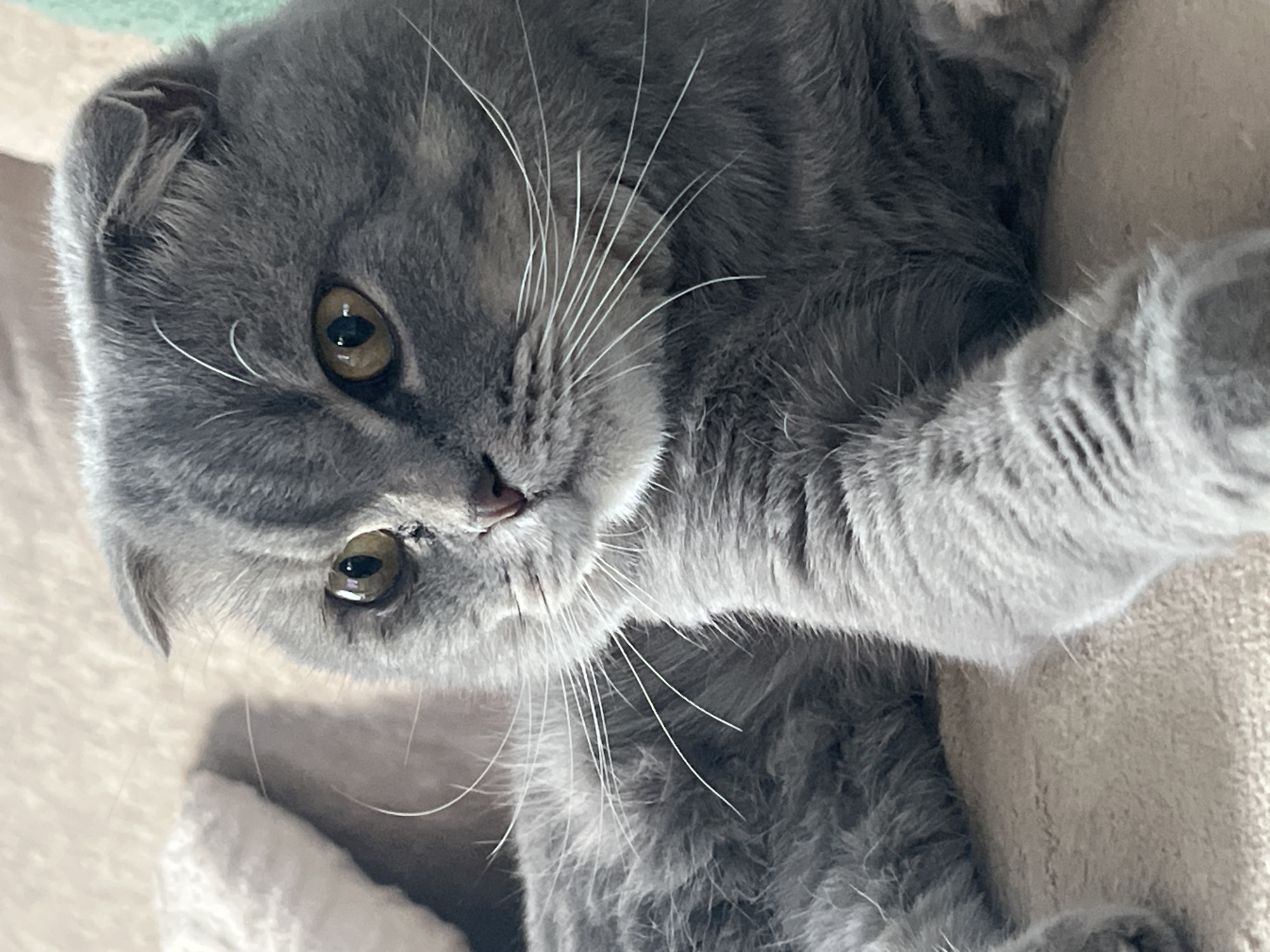 A close-up, medium shot captures a Scottish Fold cat with grey fur and yellow eyes resting on a beige, textured surface, possibly a sofa. The cat's ears are folded forward, and its gaze is directed slightly to the left. Long white whiskers fan out from its muzzle. The background is blurred, with hints of other soft furnishings. The image is a still photograph and does not contain any information about Votkinsk, Russia.