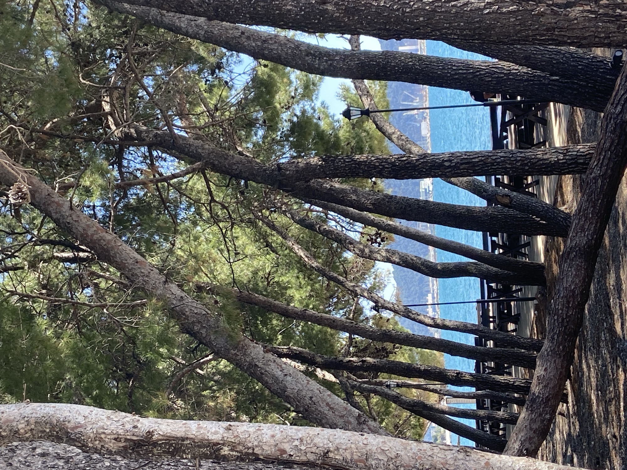 The image displays a serene coastal scene viewed through a dense canopy of pine trees, correctly oriented with the sky at the top. Numerous pine trunks, featuring textured, often reddish-brown bark, and branches laden with green needles, fill the foreground and midground, creating a natural frame. Sunlight filters through the foliage, indicating a bright and clear day.
Beyond the immediate treeline, a calm, vivid blue body of water, consistent with the Adriatic Sea, stretches across the mid-distance. Along the shoreline visible through the gaps in the trees, there is a structured outdoor area. This area features dark tables and chairs, strongly suggesting a seaside cafe or restaurant. Several indistinct figures can be observed seated at these tables, enjoying the coastal ambiance. A classic-style black street lamp with a white globe is partially visible on the right, extending into the scene from behind the trees.
Faint outlines of mountains or distant land masses are discernible across the water under a clear blue sky, adding depth to the panorama. A few pinecones hang from the branches in the foreground. The overall impression is one of tranquility and relaxation, characteristic of a sunny day in a coastal setting like Bar, Montenegro. No visible text is present in the image.