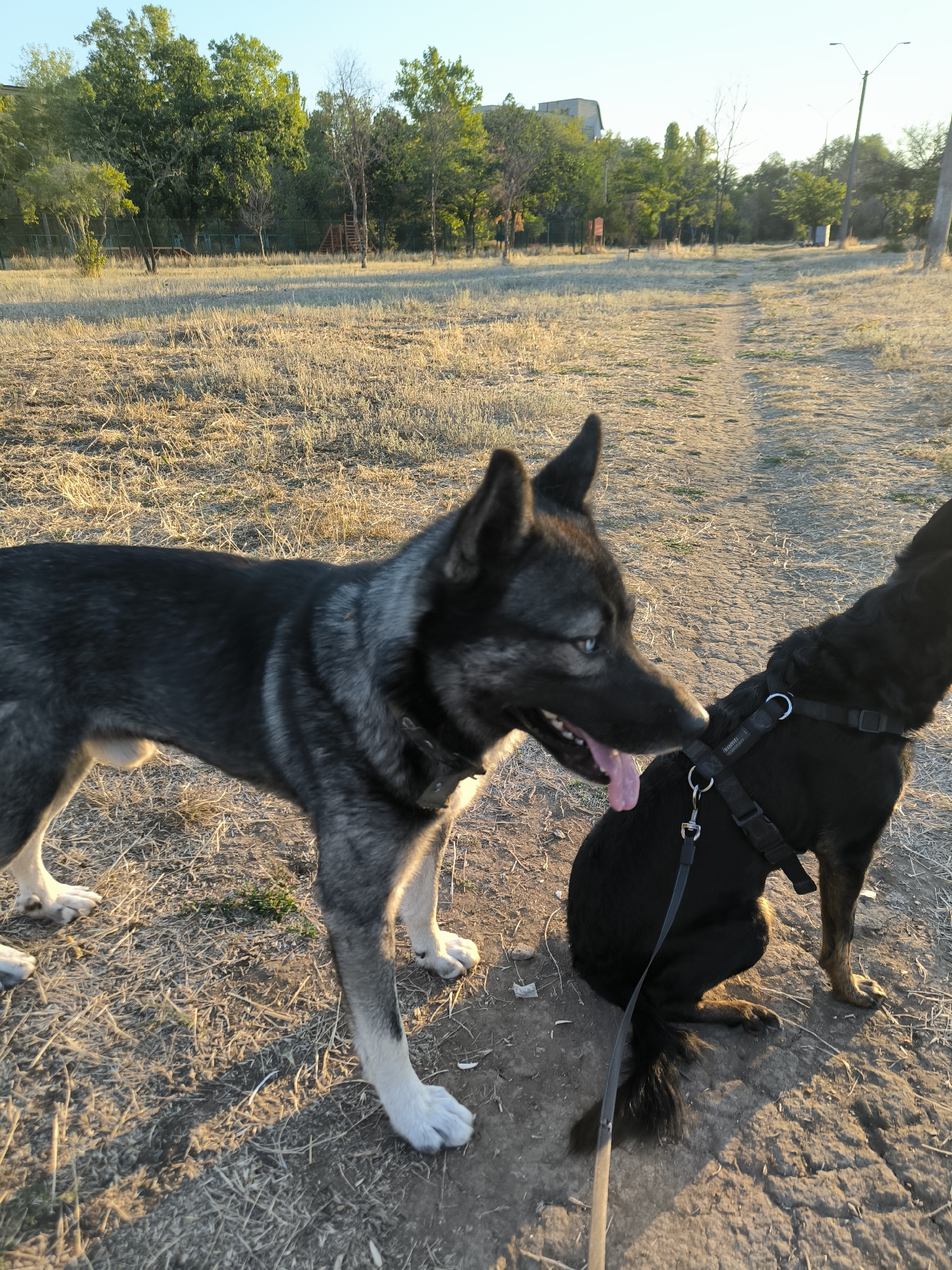 Two dogs are in an outdoor park area with dry grass and dirt paths. The dog on the left is a husky mix with grey and black fur and blue eyes. It is standing and has its tongue out. The dog on the right is mostly black with some brown markings. It is sitting and wearing a black harness. The background includes trees, a fence, and some buildings in the distance. The lighting suggests it is either early morning or late afternoon. The scene is consistent with a park in Mykolaiv, Ukraine, an area known for its green spaces and outdoor recreational areas.