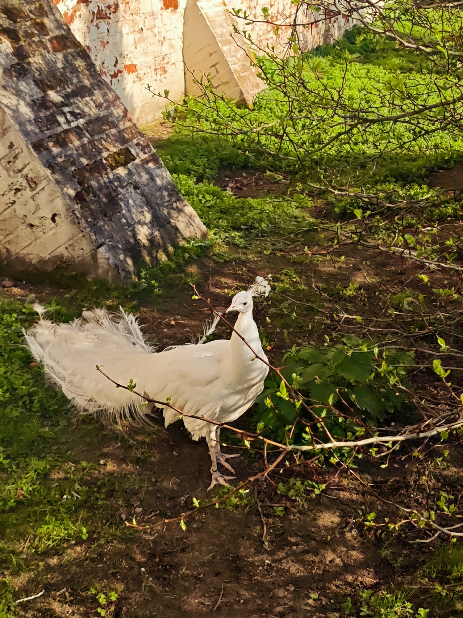 The image depicts a white peacock standing in a grassy, wooded area. The bird is facing to the left, its tail feathers fanned out behind it. The location appears to be outdoors near a brick structure, possibly a wall or building. The environment includes green vegetation, trees, and soil. The location is Луговой, Russia.