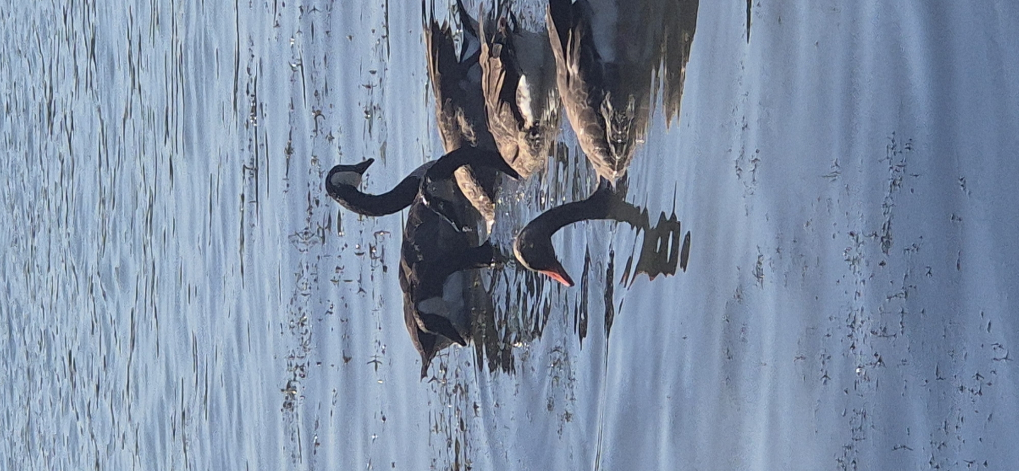 The image shows a group of Canada geese swimming in the Rhine River in Budenheim, Germany. The water is calm and reflects the blue sky. The geese are dark brown with black heads and necks, and white chinstraps. One goose in the foreground has its head down, and its beak is visible. The other geese are swimming behind it, and their bodies are mostly submerged in the water. The image is taken from a slightly elevated angle, looking down at the geese. The environment appears to be a natural setting, with some vegetation visible along the shore in the background.