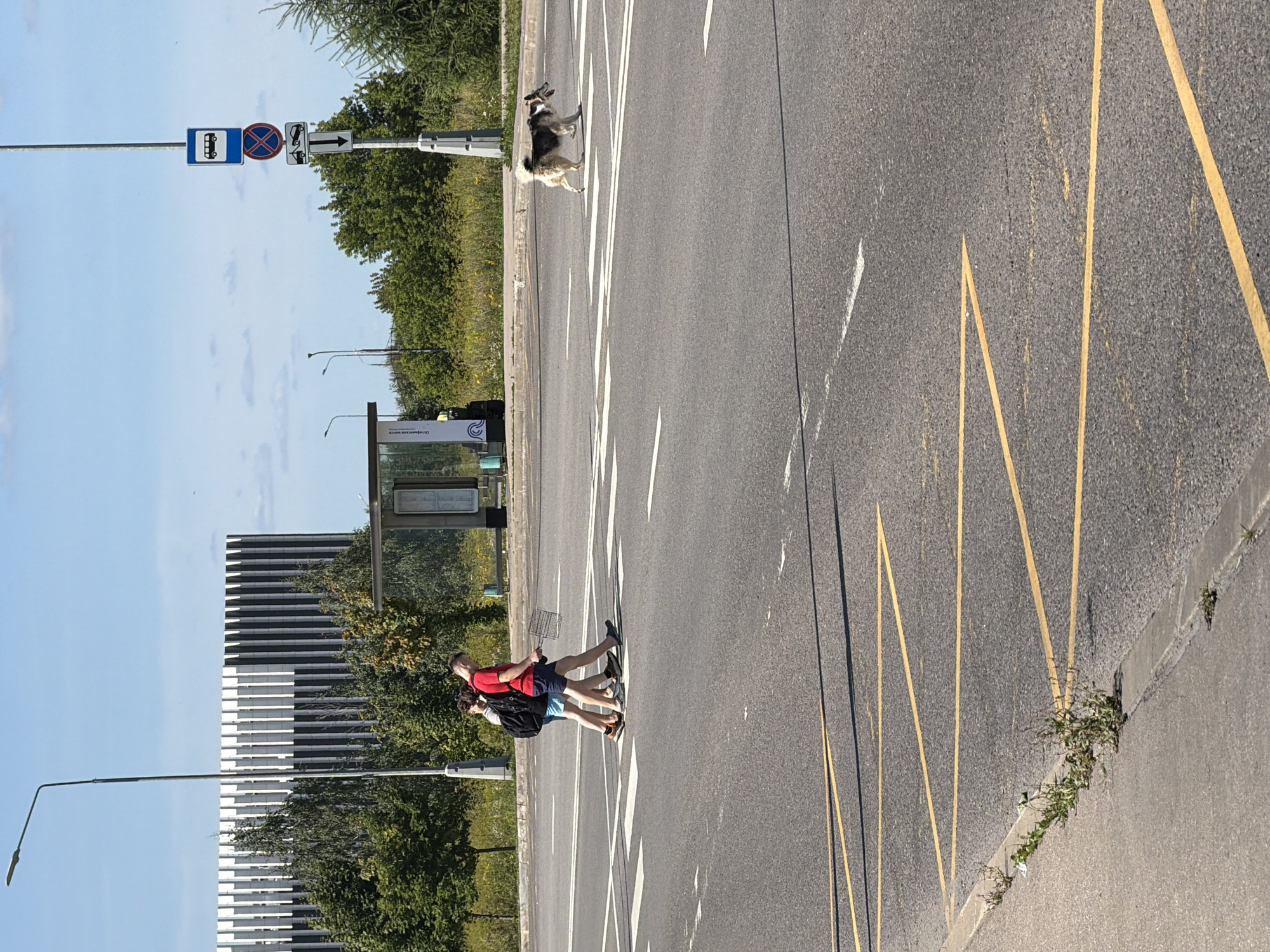 In the city of Unknown, Unknown, on a sunny day with a clear blue sky, two people are crossing a street at a pedestrian crossing. The person on the left is wearing a black backpack and blue shorts, while the person on the right is wearing a red t-shirt and blue shorts and carrying a metal grate. To the right of the pedestrian crossing, a dog is also crossing the street. In the background, there is a bus stop shelter, a modern building with vertical white and black stripes, and trees. A lamppost stands on the left side of the image, and another lamppost with traffic signs is visible on the right. The road is asphalt with white pedestrian crossing markings and yellow diagonal lines.