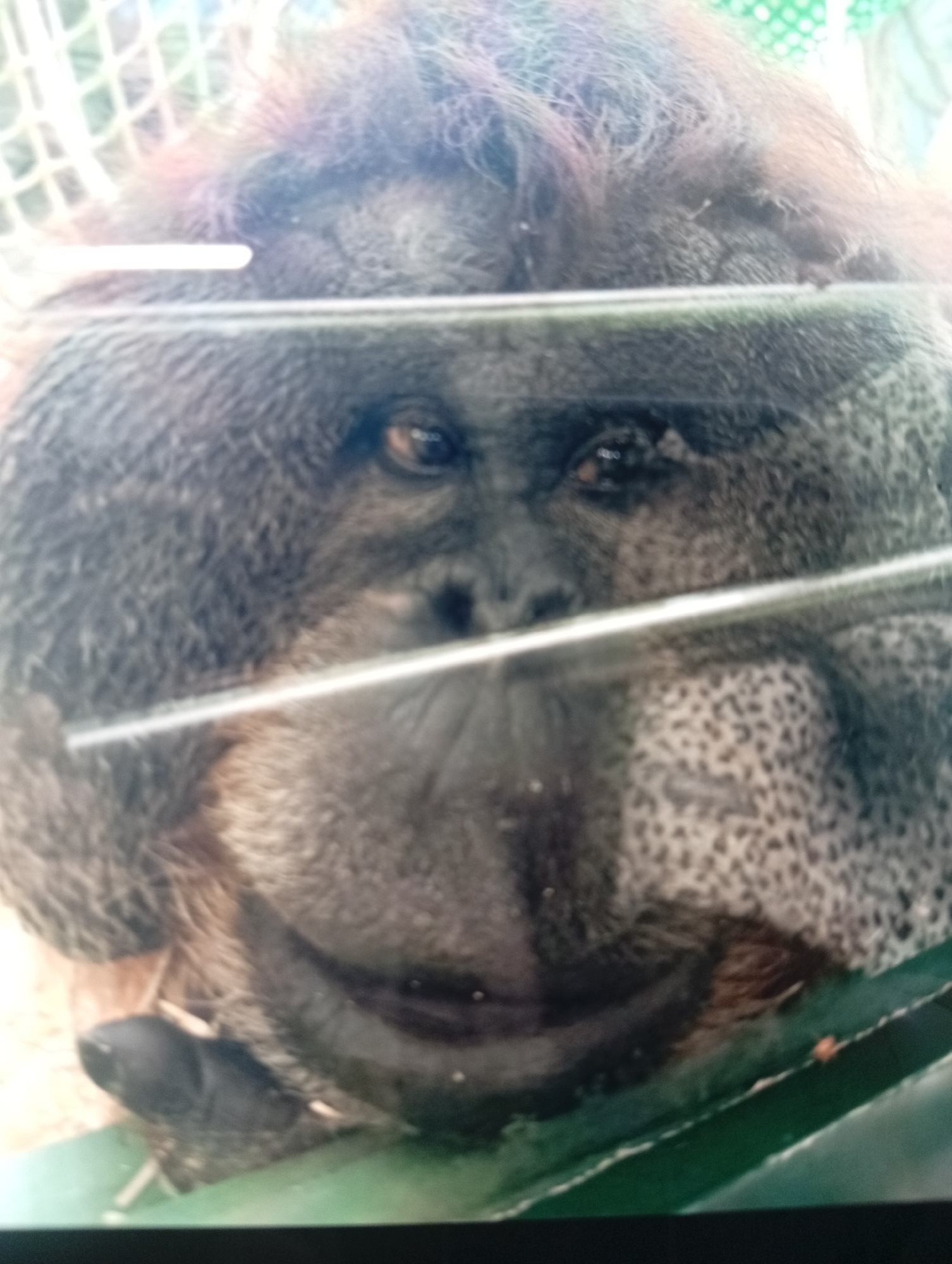 The image is a close-up, eye-level shot of an orangutan's face, seen through glass. The orangutan is looking directly at the camera, its expression appearing somewhat solemn or thoughtful. Its fur is a dark, reddish-brown, and its facial features are clearly visible, including its dark eyes, broad nose, and mouth. There are two horizontal bars across the image, obscuring parts of the orangutan's face and body, likely from the enclosure in which it is housed. The background is blurred but suggests an indoor enclosure with some sort of netting or fencing visible in the upper left and a green surface in the lower right. The lighting appears to be artificial, casting a slight glare on the glass. The image is taken in Orenburg, Russia, and there is no visible text. The overall impression is that of an intimate but captive encounter with the animal.