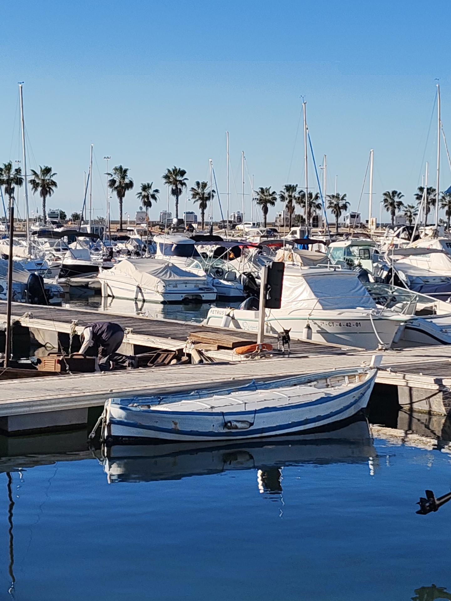 The image depicts a marina scene in Dénia, Spain, filled with numerous boats of varying sizes and designs. Most are docked close together, featuring masts and covered sections. Palm trees line the background, suggesting a coastal location. In the foreground, a small, older boat with a blue stripe sits in the water, its reflection clearly visible. A man is working on something on the wooden dock, and a small dog stands nearby, on the dock. The sky is clear and blue, indicating fair weather.