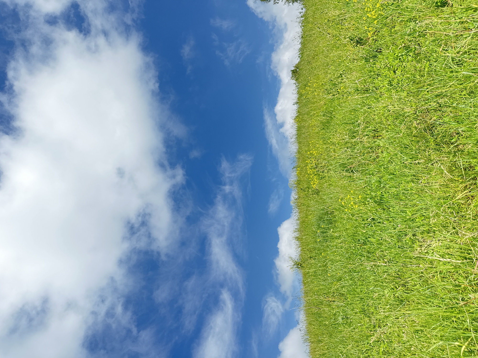 The image depicts a vibrant green grassy hillside under a bright blue sky dotted with fluffy white clouds. The foreground is dominated by tall, lush grass with occasional yellow wildflowers peeking through. The terrain slopes upwards towards the horizon. The sky occupies the upper portion of the image, showcasing a mix of wispy cirrus clouds and larger cumulus formations. The scene appears to be an outdoor landscape, possibly a rural or park area. No people or structures are visible in the image, suggesting a natural environment.