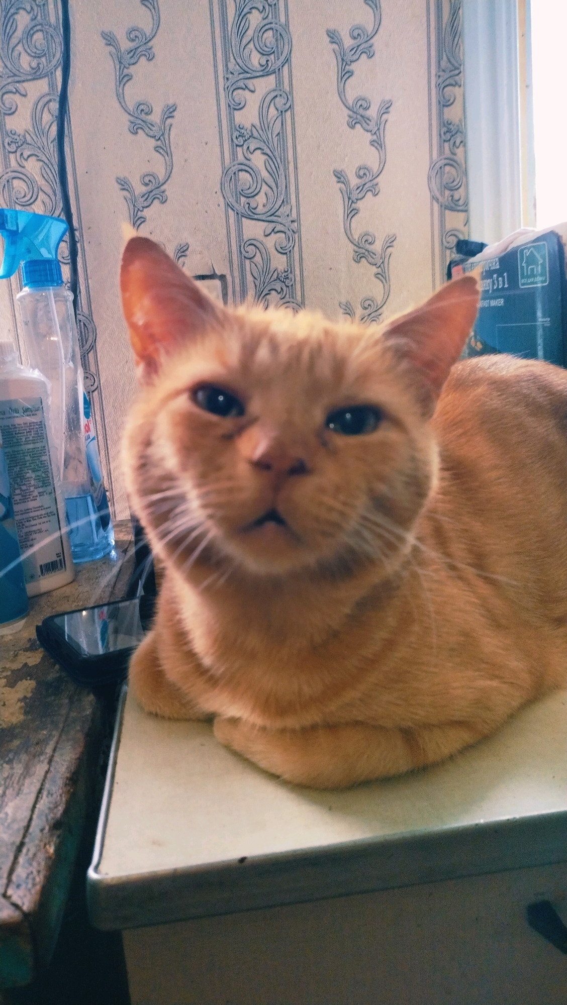 An orange tabby cat is sitting on a white surface in front of a wall with a patterned wallpaper. The cat is facing the camera, and its paws are tucked underneath its body. There are several objects in the background, including a blue spray bottle, a clear plastic bottle with a white label, and a dark-colored object that appears to be a phone or similar electronic device. A dark wooden surface is visible to the left of the cat. The lighting suggests an indoor environment, possibly a home or a small shop, in Horishni Plavni, Ukraine, given the context of the user's request.