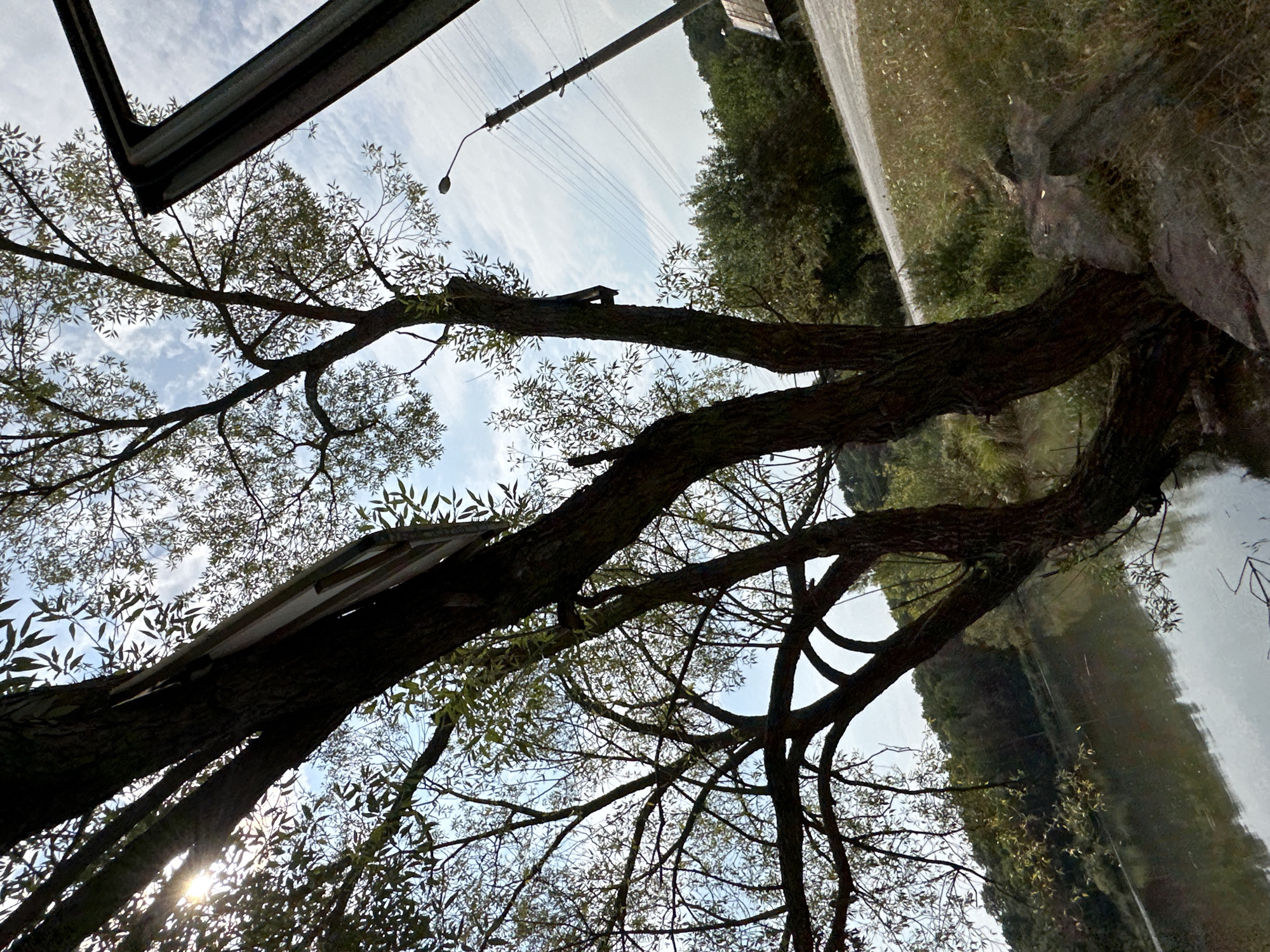 In Makiv, Ukraine, a tree with a dark, textured trunk and numerous branches stands prominently by a body of water. The tree's leaves are thin and green, some catching the sunlight which filters through the canopy. A weathered, rectangular sign is affixed to the trunk of the tree. To the right of the tree, a portion of what appears to be a vehicle's door frame is visible, suggesting the viewer might be inside or next to a car. Beyond the tree and the water, a tree-lined embankment leads to a road, with a utility pole and streetlamp visible in the distance. The sky is cloudy with patches of blue. The ground near the tree is uneven, with visible rocks and dry grass.