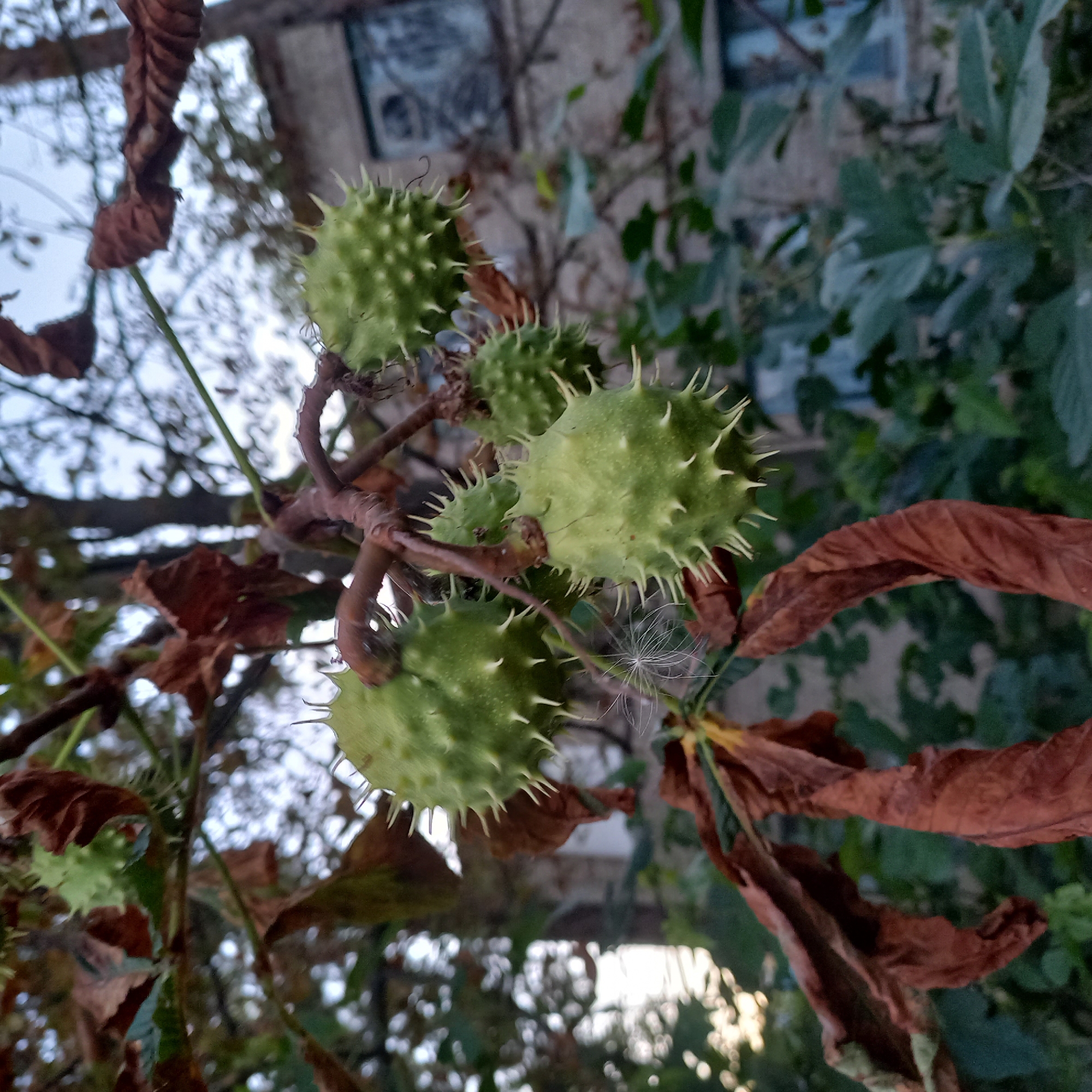 The image shows a close-up of several green conkers on a tree branch. The conkers are spiky and round, with some dried brown leaves also visible on the branch and surrounding foliage. In the background, there is a blurred view of a weathered building with a window, suggesting an outdoor urban or semi-urban environment. The overall impression is of an autumn scene. There are no people or animals visible in the image. The location is identified as Berezhynka, Ukraine.