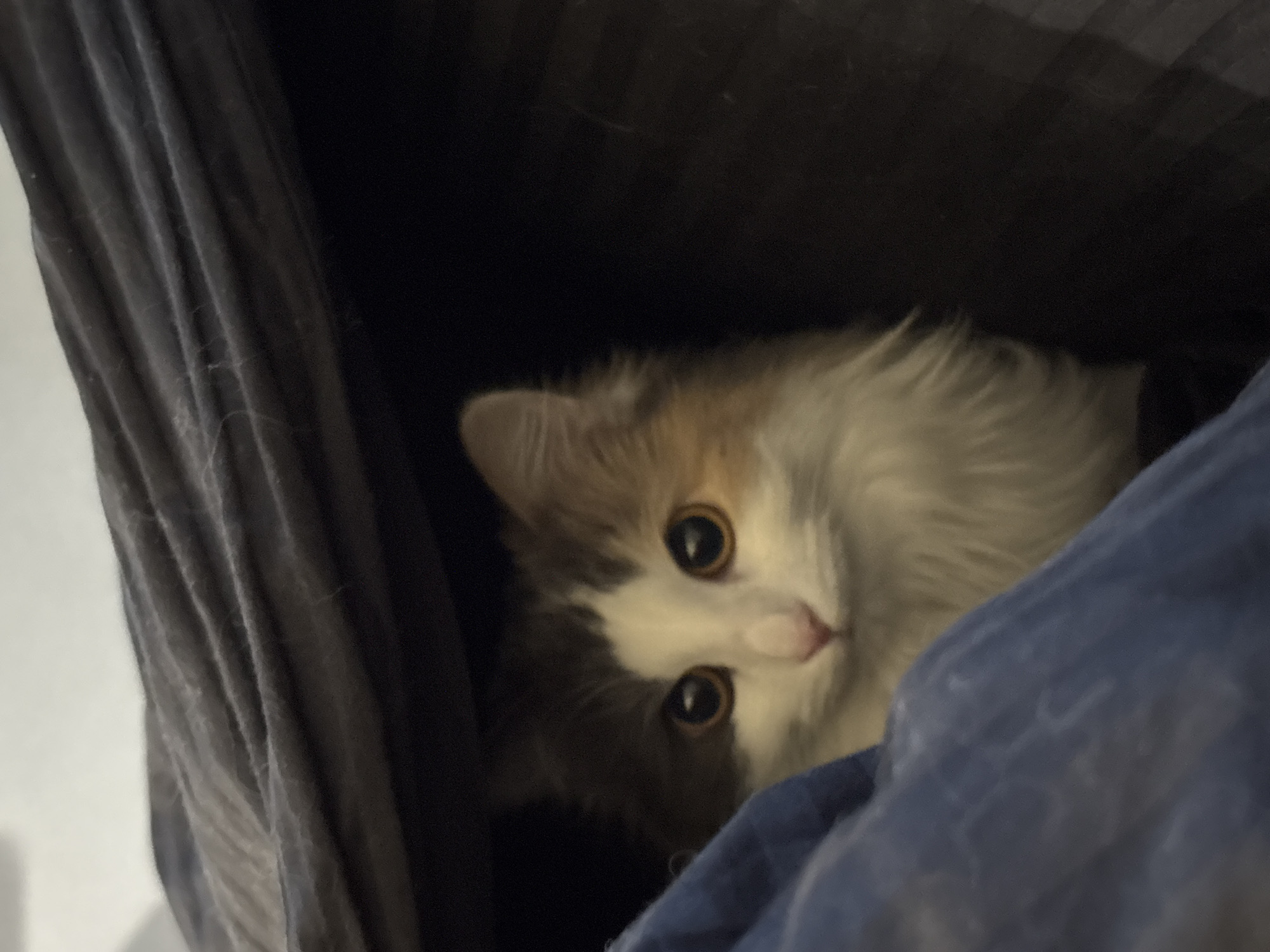 A medium, indoor shot shows a long-haired calico cat nestled among dark blue-grey and black fabrics. The cat has a predominantly white face with grey and light brown markings and striking golden eyes. It is looking up and slightly to the left, as if alerted by something. The composition is dominated by the textured fabrics surrounding the cat, with only a hint of a light wall visible in the upper left corner. The location is not discernible based on the image alone.