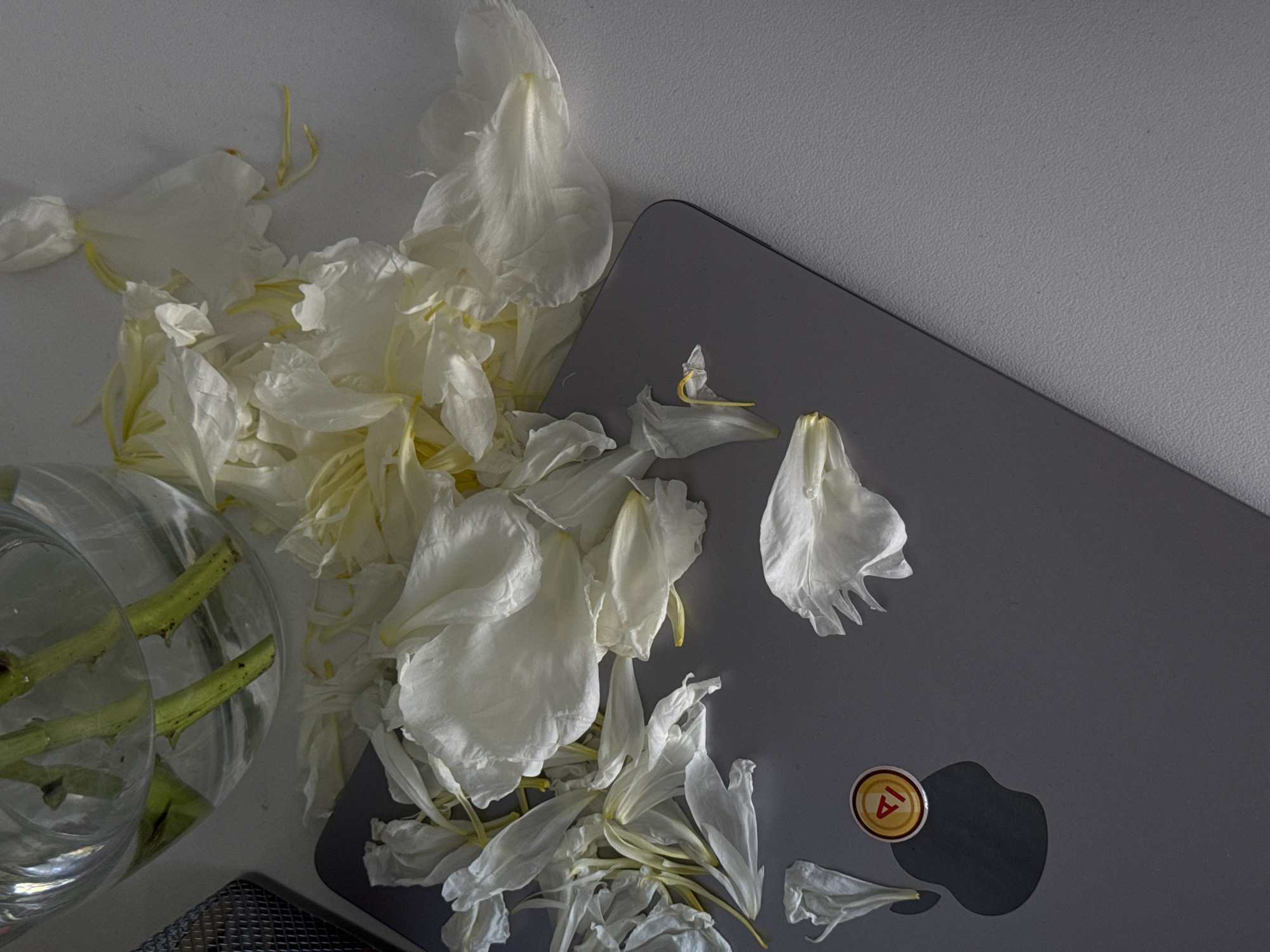 The image presents an overhead view of a still life setup on a tabletop in Sochi, Russia. The primary subjects are numerous white flower petals scattered across a dark gray laptop and a light gray textured surface. To the left, a clear glass vase holds water and several green stems.
The flower petals, predominantly white with faint yellow-green accents near their bases, appear delicate and slightly crinkled, suggesting they have recently fallen from a large blossom, possibly a peony. They are loosely strewn across both the light gray table surface and the sleek, matte finish of the dark gray laptop, which occupies the right side of the frame. The distinct shadow of an Apple logo is visible on the laptop's surface.
Resting on the laptop, near the Apple logo's shadow, is a small, round pin or badge. It features a gold outer rim, a red inner circle, and a central yellow symbol resembling the letter "A" or the Greek letter delta (Δ). The table's surface to the right of the laptop is a light gray with a subtle, granular texture.
The scene is lit by soft, diffused light, creating gentle shadows beneath the petals and the pin, contributing to a tranquil and possibly contemplative atmosphere. There is no explicit activity depicted; rather, the image captures a momentary arrangement of objects.