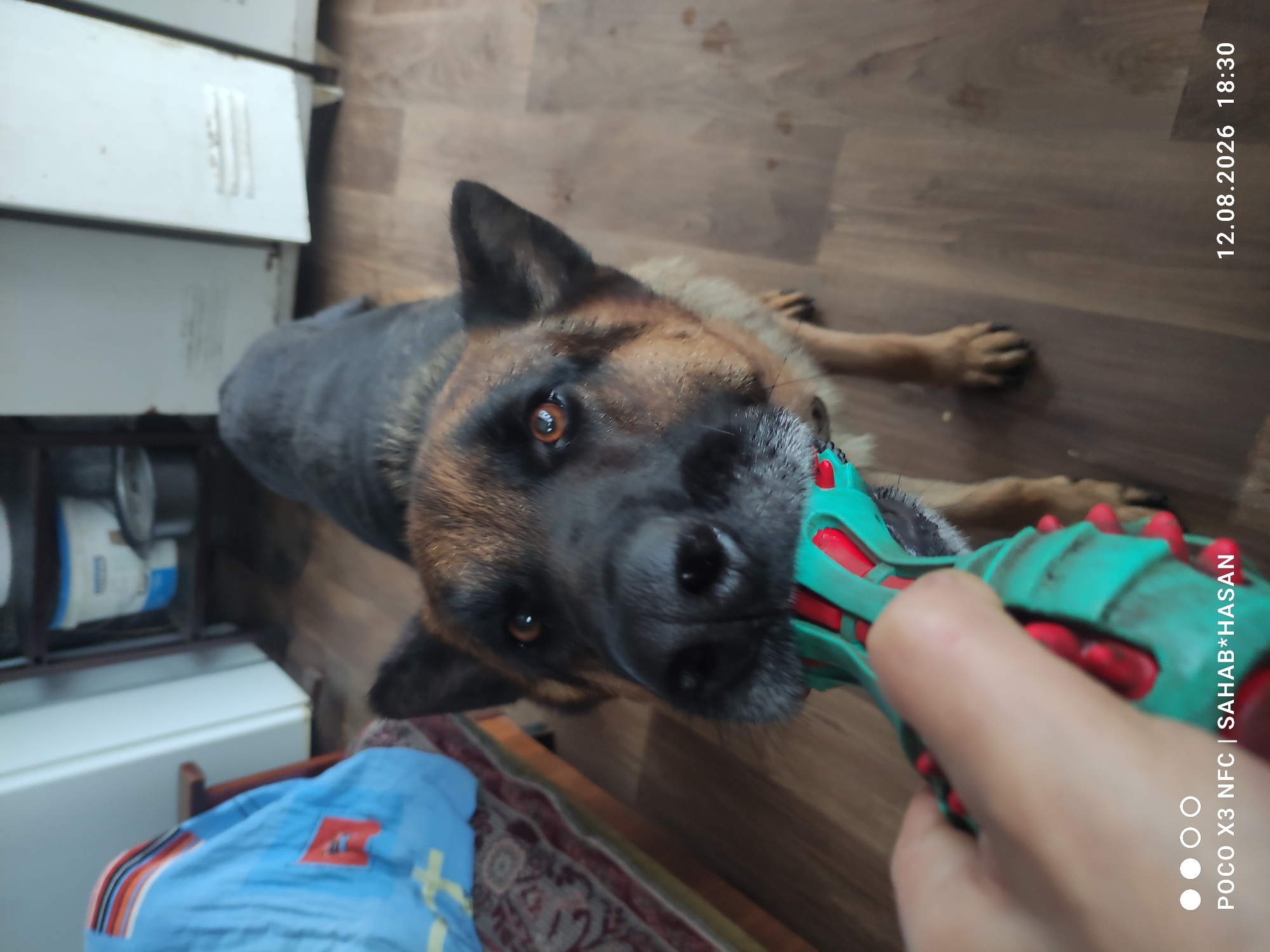 A German Shepherd dog is in a room with wooden flooring and is holding a blue and red chew toy in its mouth. The dog is facing the camera directly and appears to be playful. In the background, there is a blue blanket on a chair, and shelves with containers. The timestamp in the bottom right corner indicates "12.08.2026 18:30". The text in the bottom left corner indicates "POCO X3 NFC | SAHAB*HASAN". This image was taken in Kostroma, Russia.