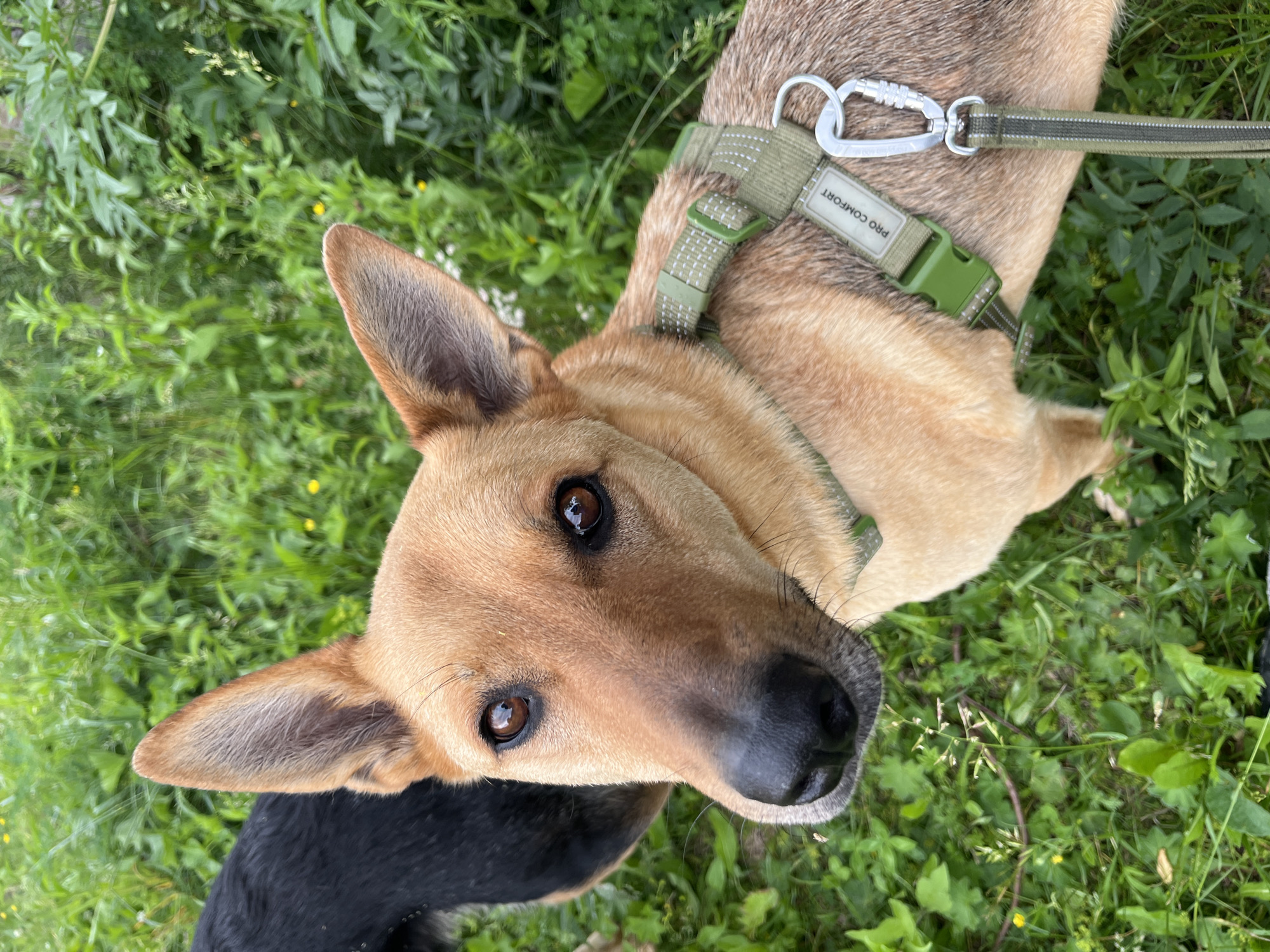 This image shows a close-up view of a tan and brown dog wearing a green harness. The dog is looking directly at the camera with its head tilted slightly. Its ears are perked up, and its eyes are dark brown. The dog is standing in a grassy area with green vegetation and some small yellow wildflowers. Part of another black dog is visible in the upper left corner of the image. The harness has a silver carabiner clip attached to it. The text "PRO COMFORT" is visible on a label on the harness. The background is a blur of green foliage, suggesting an outdoor, natural setting. There is no information in the image to suggest it is located in Nizhny Tagil, Russia.