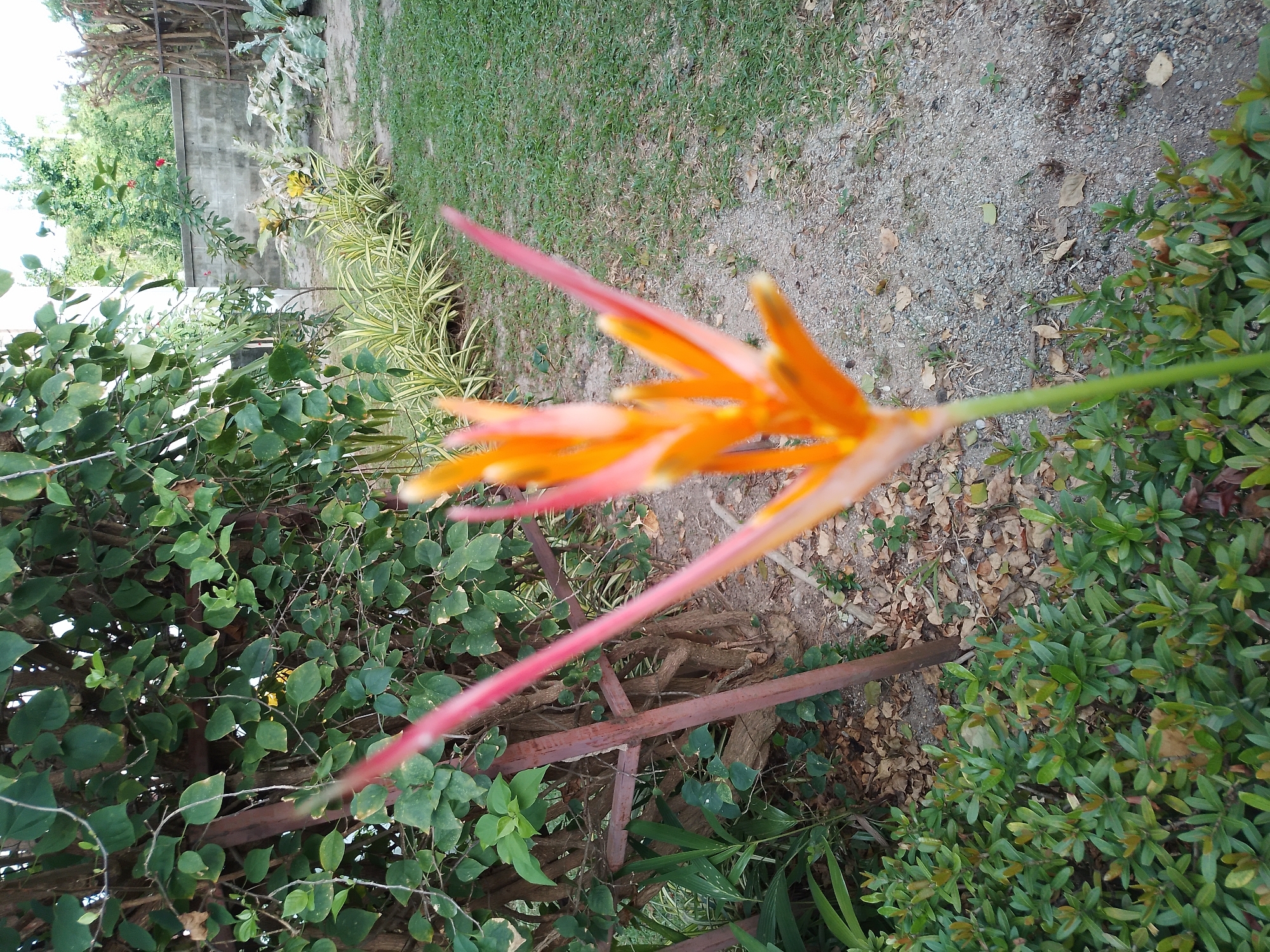 The image depicts a garden scene in Baan Mae Nam, Thailand. In the foreground, a partially blurred orange and pink flower, possibly a heliconia, is prominently featured. This flower is growing from a stalk that extends upwards. Surrounding the base of the flower is a dense cluster of small, green leafy plants.
Behind the foreground plants, a rustic, brown wooden structure, possibly a fence or trellis, is visible, partially intertwined with green foliage. Further back, the garden opens up to reveal a patch of green grass on the right side of the frame. In the middle ground, a line of plants with variegated green and yellow leaves is planted along a dirt path. Beyond these plants, a grey concrete wall forms a boundary, with a wooden fence structure visible against it. The background consists of lush green trees, suggesting a tropical environment. The ground is a mixture of dirt, small stones, and scattered dry leaves. The lighting suggests it is daytime, possibly late afternoon given the soft light. There are no people or animals visible in the image.