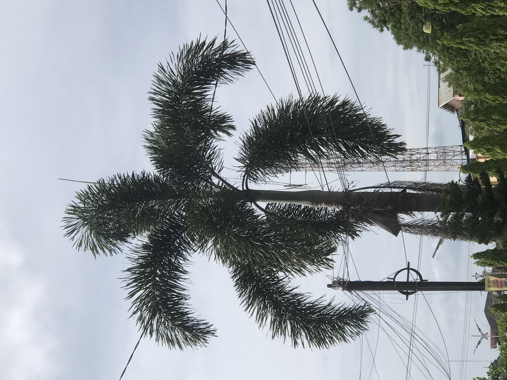 The image shows a fishtail palm tree in Lhokseumawe, Indonesia. Overlapping the palm tree are numerous electrical wires and a utility pole. In the background is a cell tower and various buildings partially obscured by foliage. The sky is overcast.