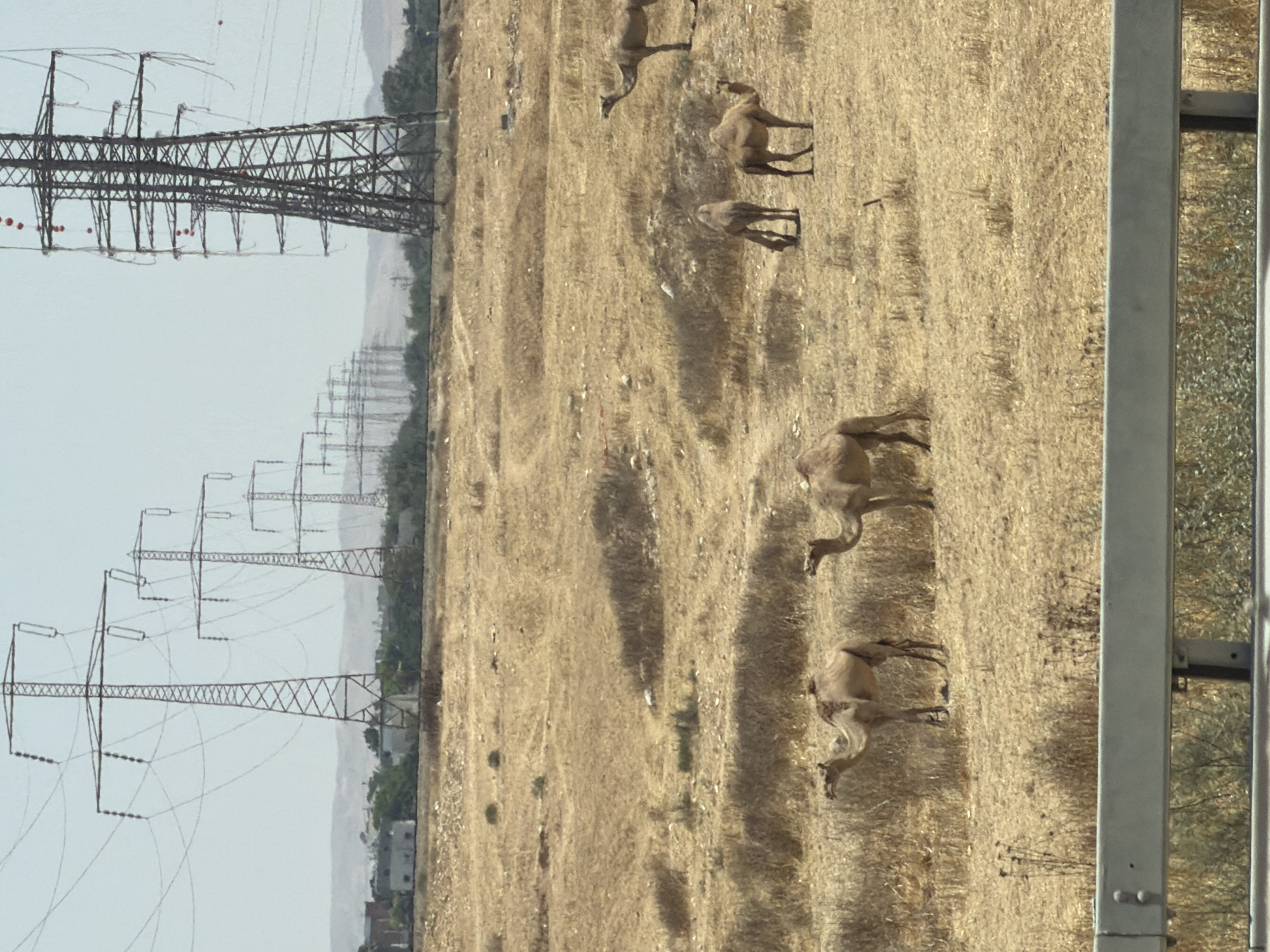 In Be'er-Sheva, Israel, several camels are grazing in a dry, dusty field under a clear sky. The landscape is characterized by sparse, yellowed vegetation and dry earth. In the background, a series of tall, industrial power line towers stretch across the horizon, with a low-lying settlement or buildings visible in the distance. A metal guardrail runs along the bottom of the frame, suggesting the viewpoint is from a road or elevated platform. The camels, appearing calm, are scattered across the field, with some standing and others in motion. The overall scene depicts a juxtaposition of nature and industrial infrastructure in an arid environment.