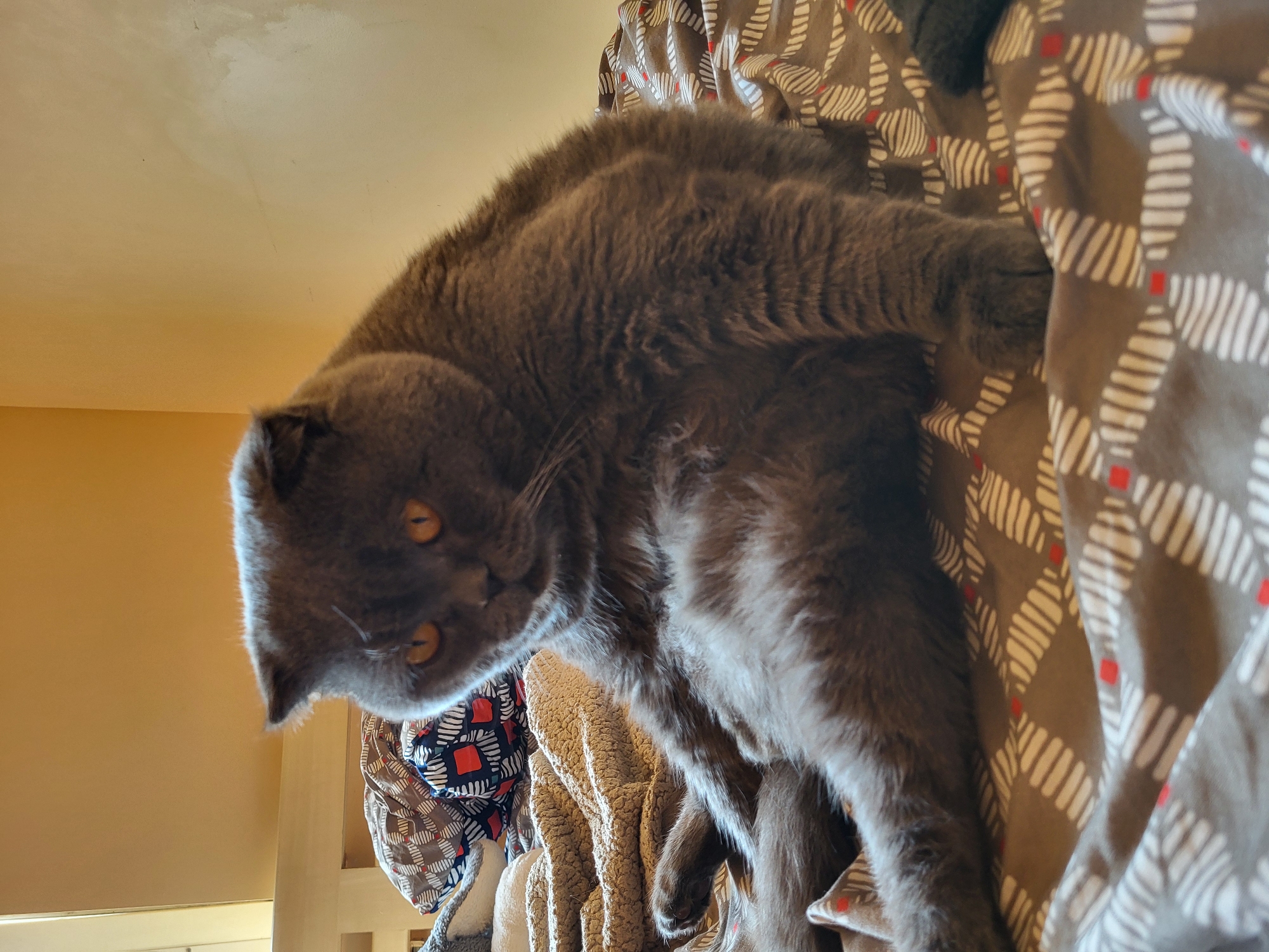 This is a low-angle, wide shot of a fluffy, grey cat with bright orange eyes. The cat is lying down on a bed with patterned sheets and a textured blanket. The cat's head is tilted downwards, and its gaze is directed towards the camera. The cat's fur appears soft and dense. The background consists of a plain, beige wall, suggesting an indoor setting. The lighting is warm and appears to be artificial, possibly from an indoor light source. The overall mood is relaxed and domestic. There is no visible text in the image.