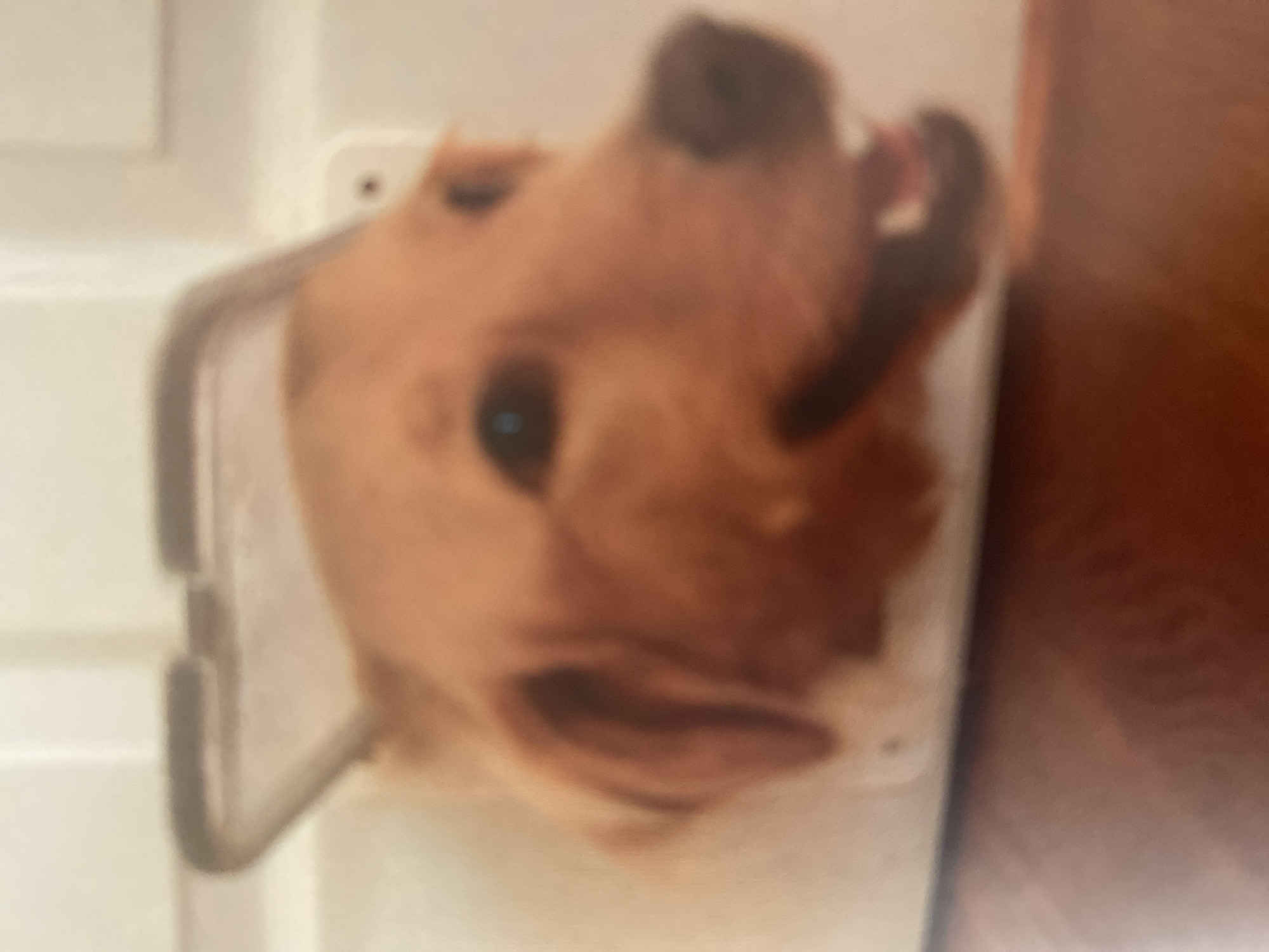 The blurry, eye-level photograph depicts the head of a golden-brown dog emerging through a rectangular dog door. The dog's mouth is open, revealing white teeth and a pink tongue, indicative of panting or a joyful expression. Dark eyes are directed slightly left. A dark, curved handle or frame is visible at the top of the dog door's opening. The dog door is set into a light-colored, vertical surface. A dark, reddish-brown, out-of-focus surface occupies the lower portion of the frame. The location is Unknown, Unknown.