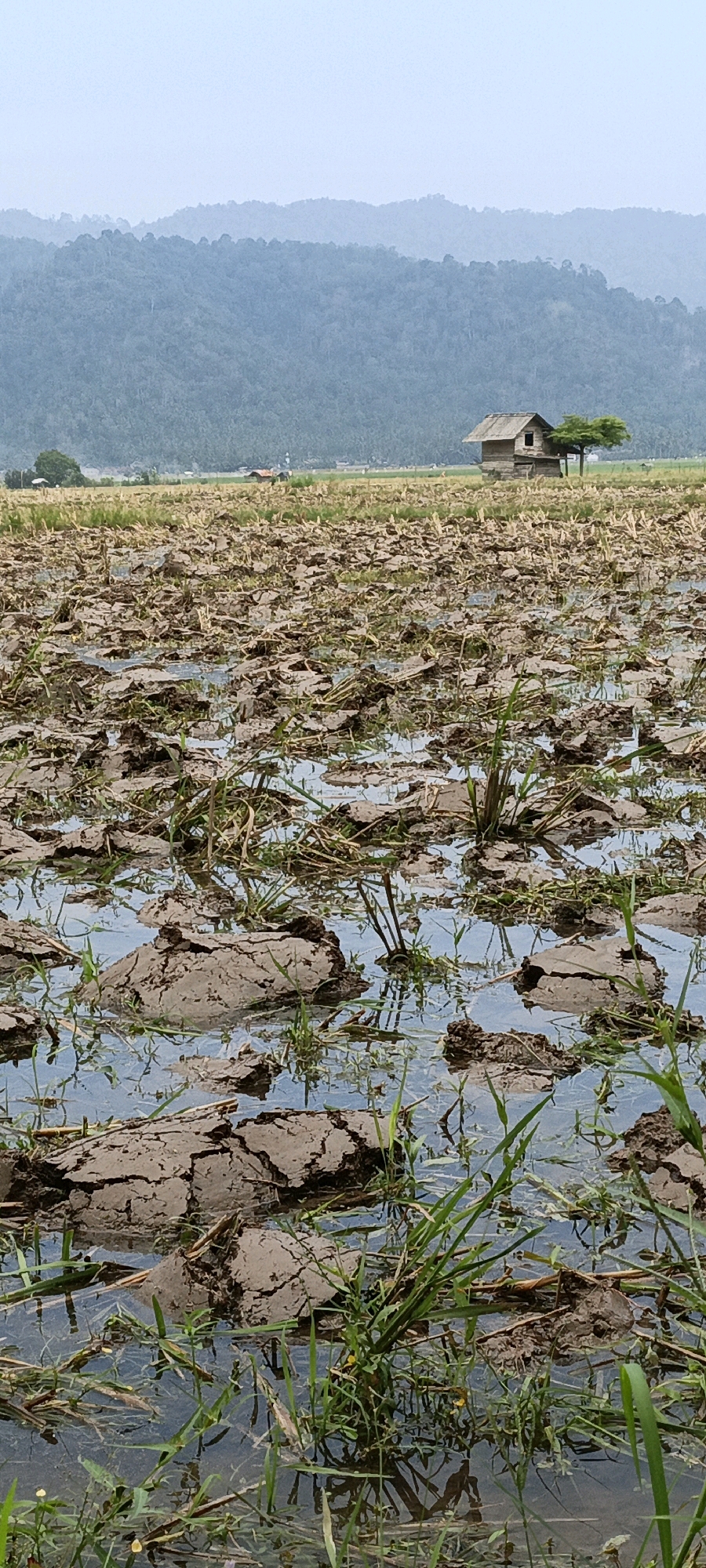 The image depicts a rural scene in Tambangan, Indonesia, likely a rice paddy field. In the foreground, the field is partially flooded and uneven, with patches of cracked mud and emerging green grass. The remnants of harvested crops, appearing as dry stalks, are scattered across the muddy surface. In the mid-ground, a small, simple wooden hut with a thatched roof stands beside a tree. Further in the distance, a line of hazy, tree-covered hills forms the backdrop under a pale sky. The overall atmosphere suggests a post-harvest or preparatory phase for planting in an agricultural landscape. There are no people visible in the image.