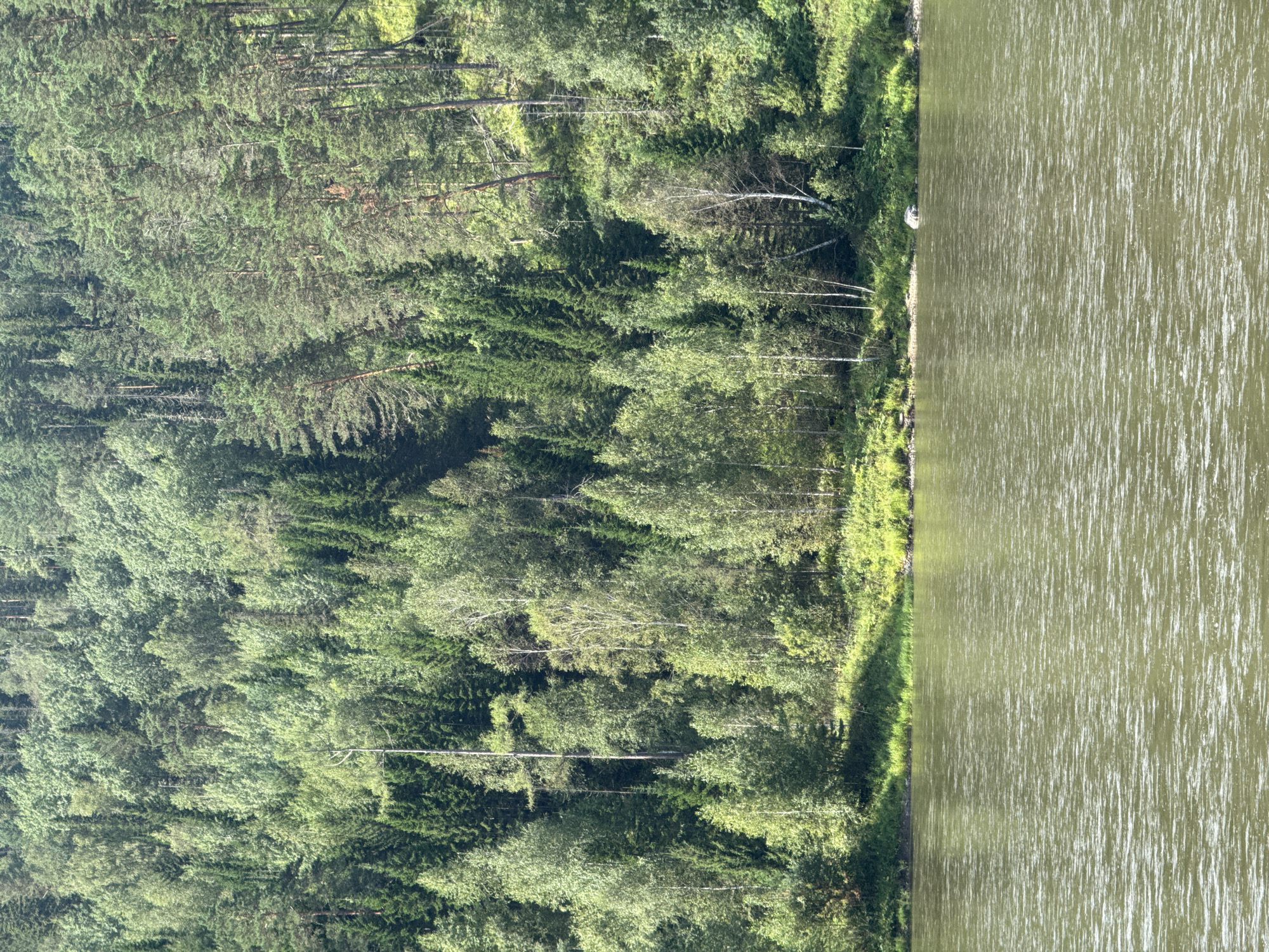 The image depicts a dense, verdant forest on a hillside overlooking a calm, murky river. The trees are a mix of coniferous and deciduous species, creating a textured canopy of various shades of green. The sunlight filters through the leaves, casting dappled shadows on the forest floor. The river occupies the lower portion of the image, its surface rippled by a gentle current. A narrow strip of green vegetation lines the bank between the water and the trees. A single, large rock is partially submerged at the water's edge, near the center right of the image. The scene is devoid of any human presence or man-made structures, suggesting a natural, undisturbed environment. The general landscape is consistent with the boreal forests found in the region of Ust-Mana, Russia, characterized by its rivers and abundant tree cover.
